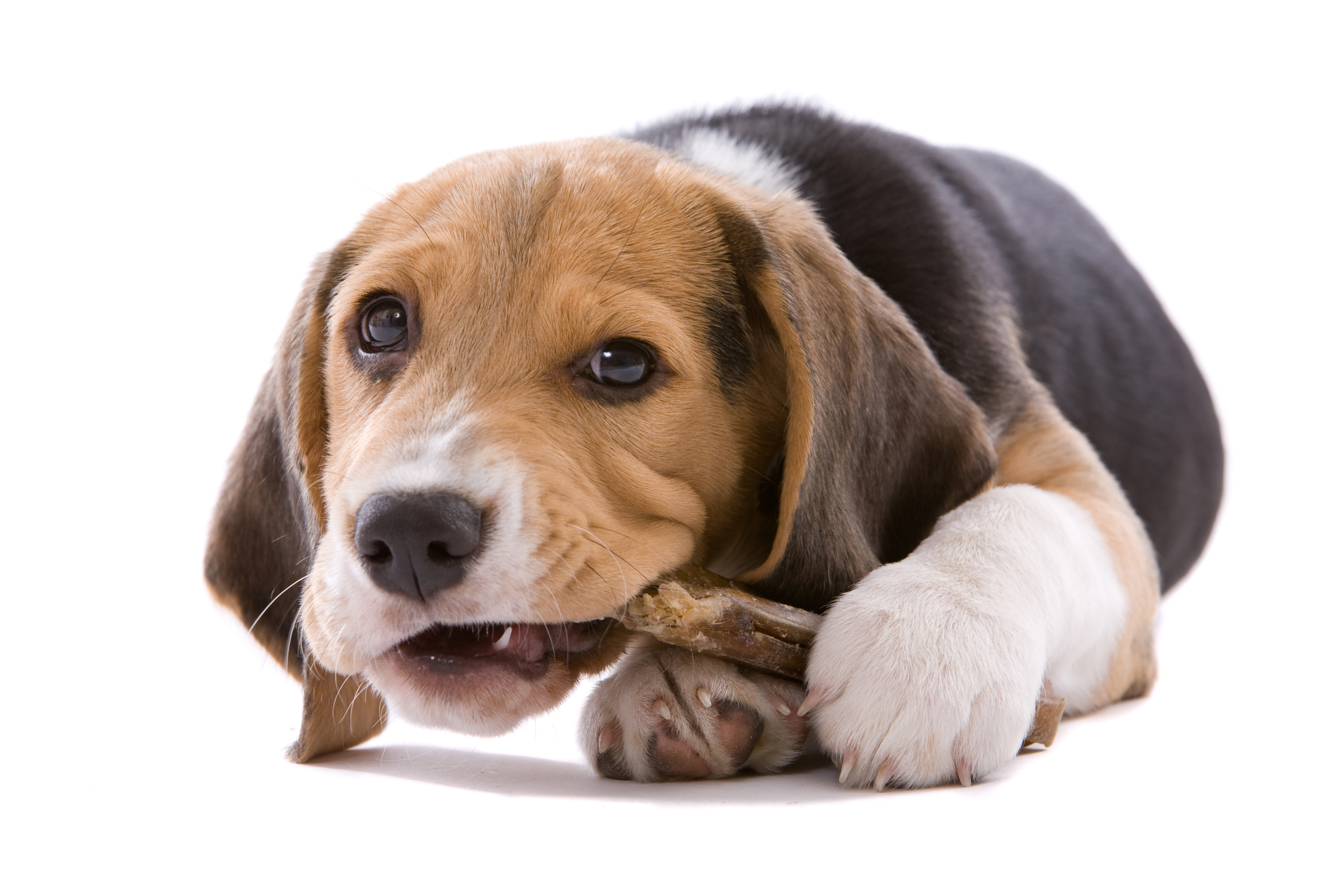 1521399 descargar imagen animales, beagle, perro, perros: fondos de pantalla y protectores de pantalla gratis