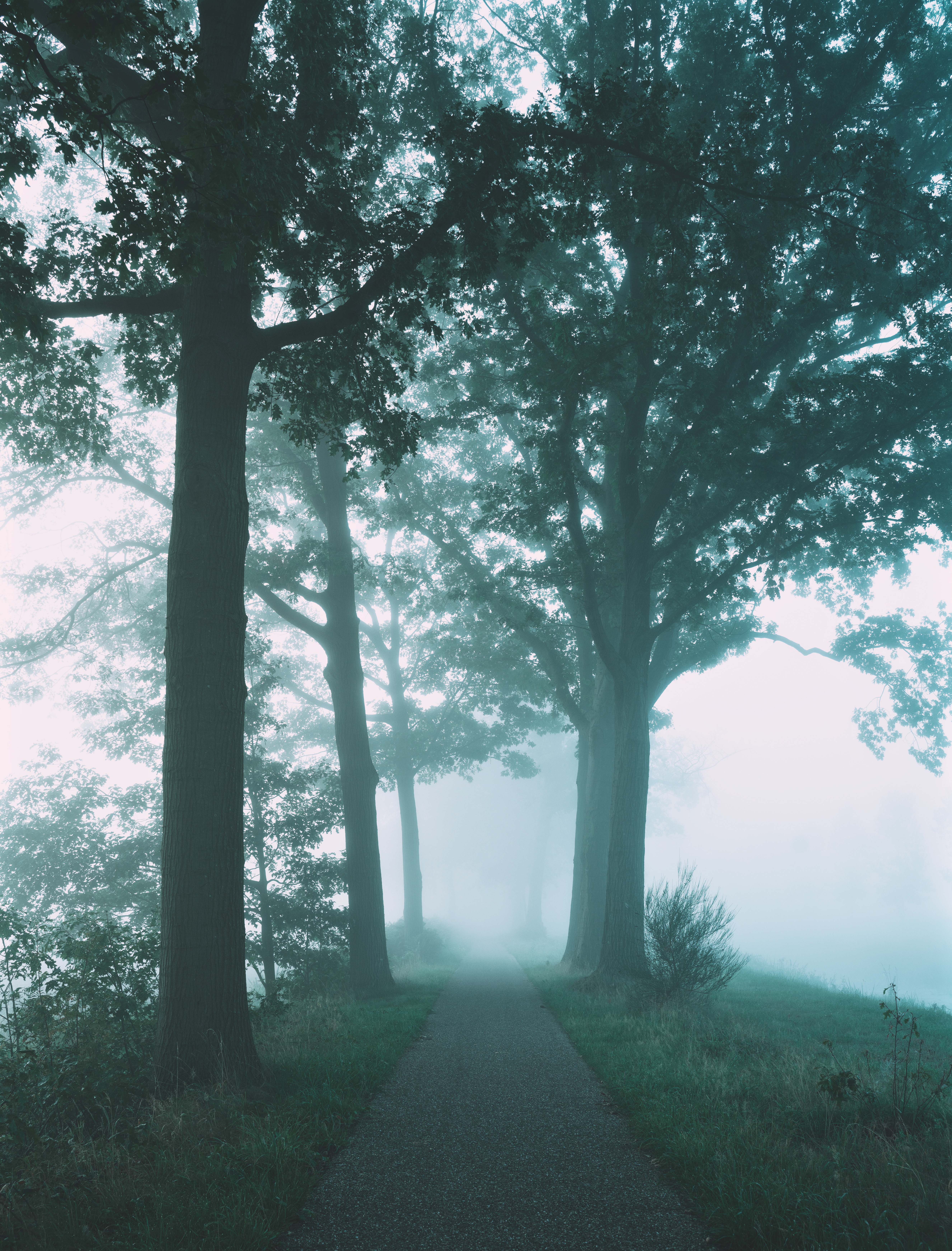 fog, nature, trees, path download HD wallpaper