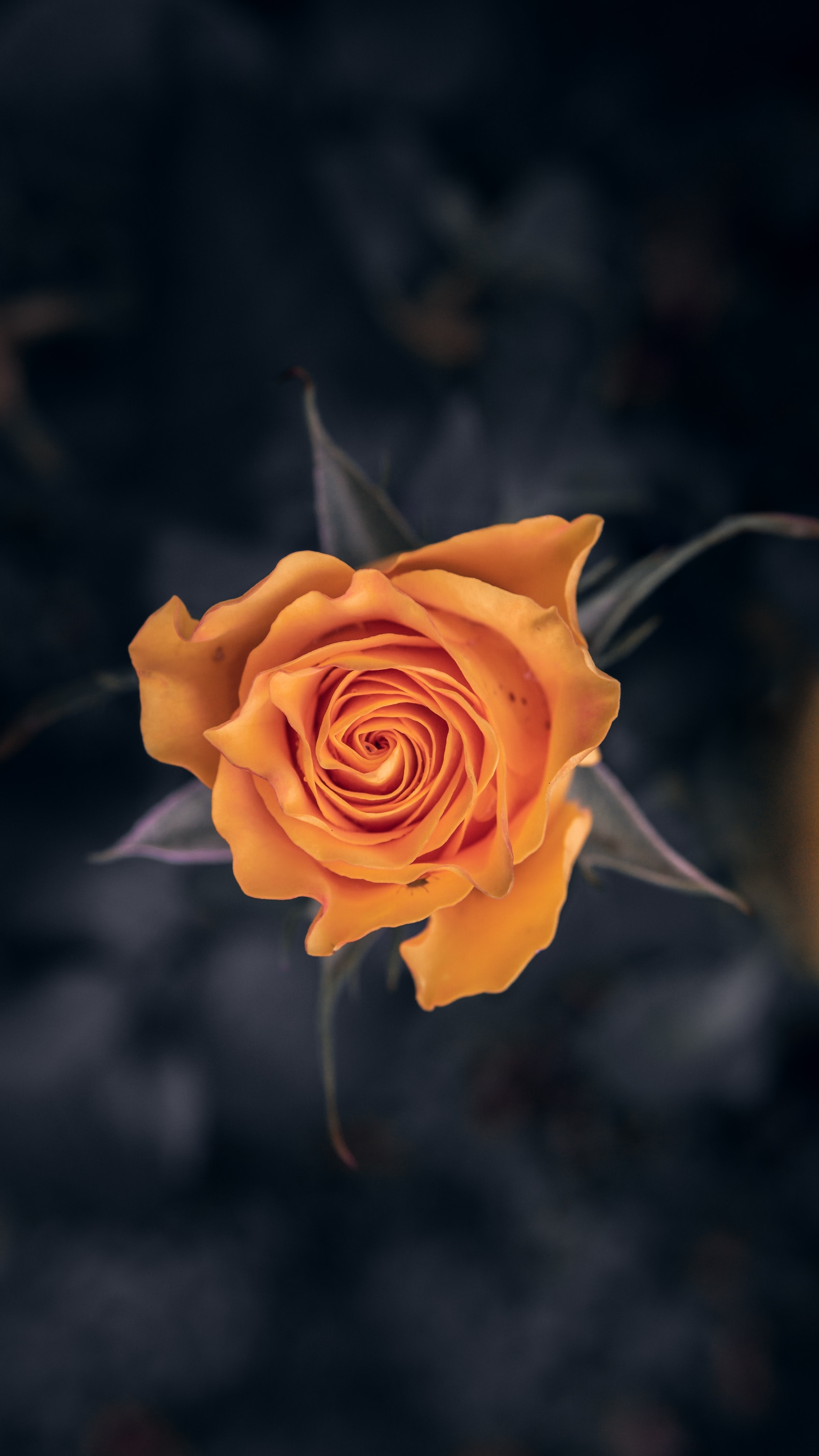 Download mobile wallpaper Flower, Macro, Close Up, Rose, Flowers, Rose Flower for free.