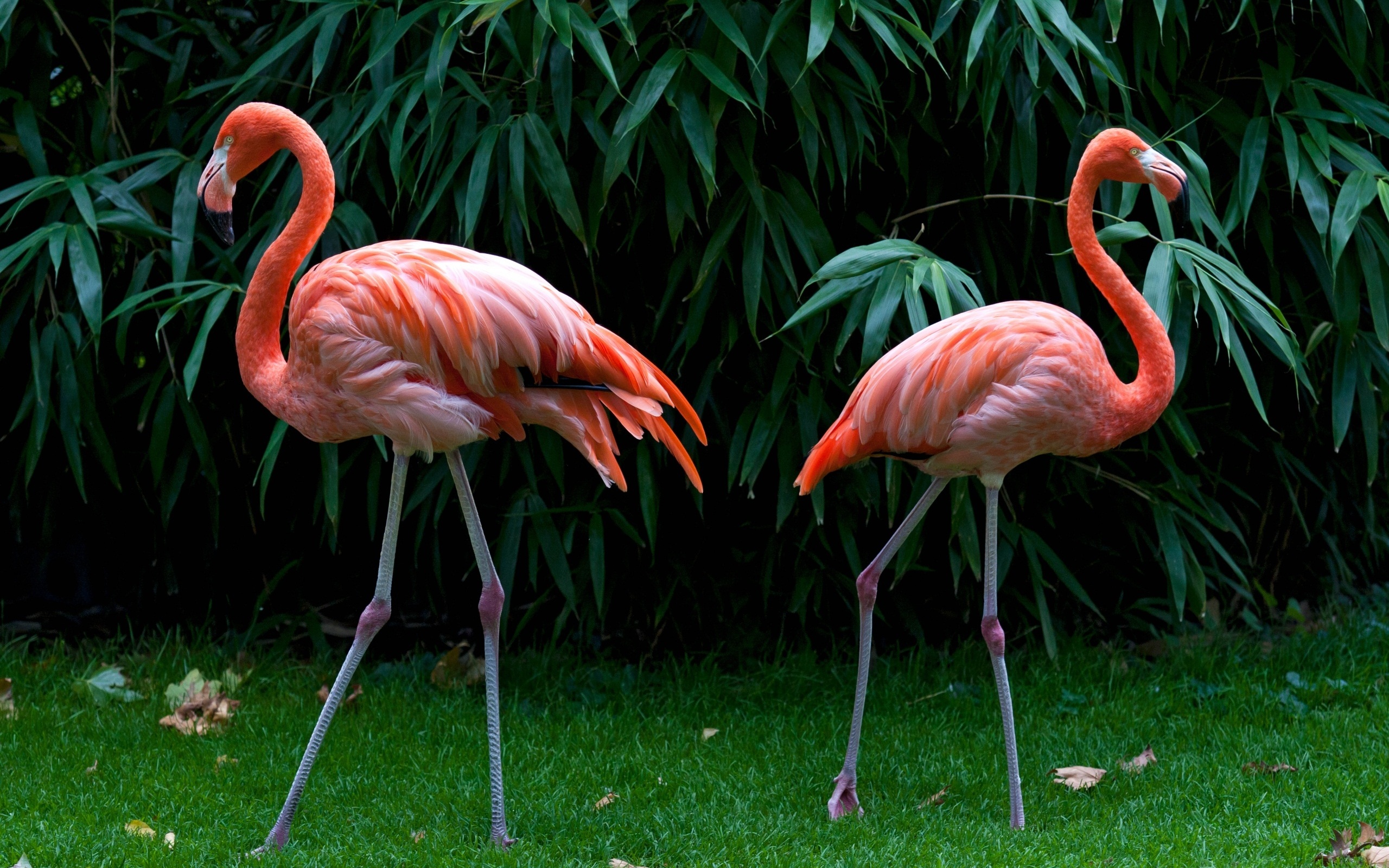 1469199 baixar papel de parede animais, flamingo - protetores de tela e imagens gratuitamente