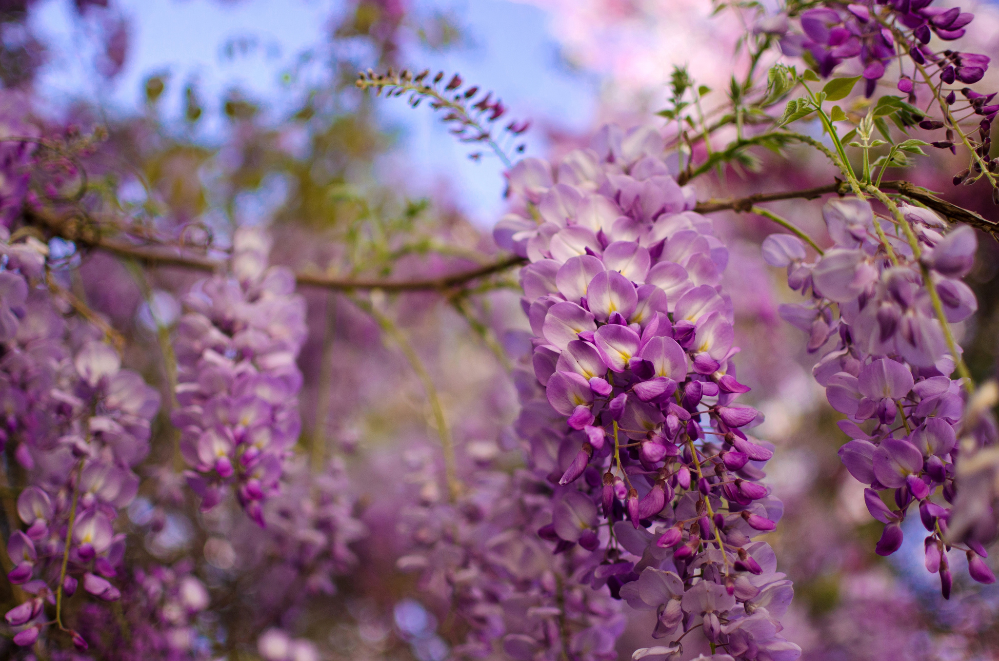 branch, blur, earth, wisteria, flower, nature, purple flower, flowers