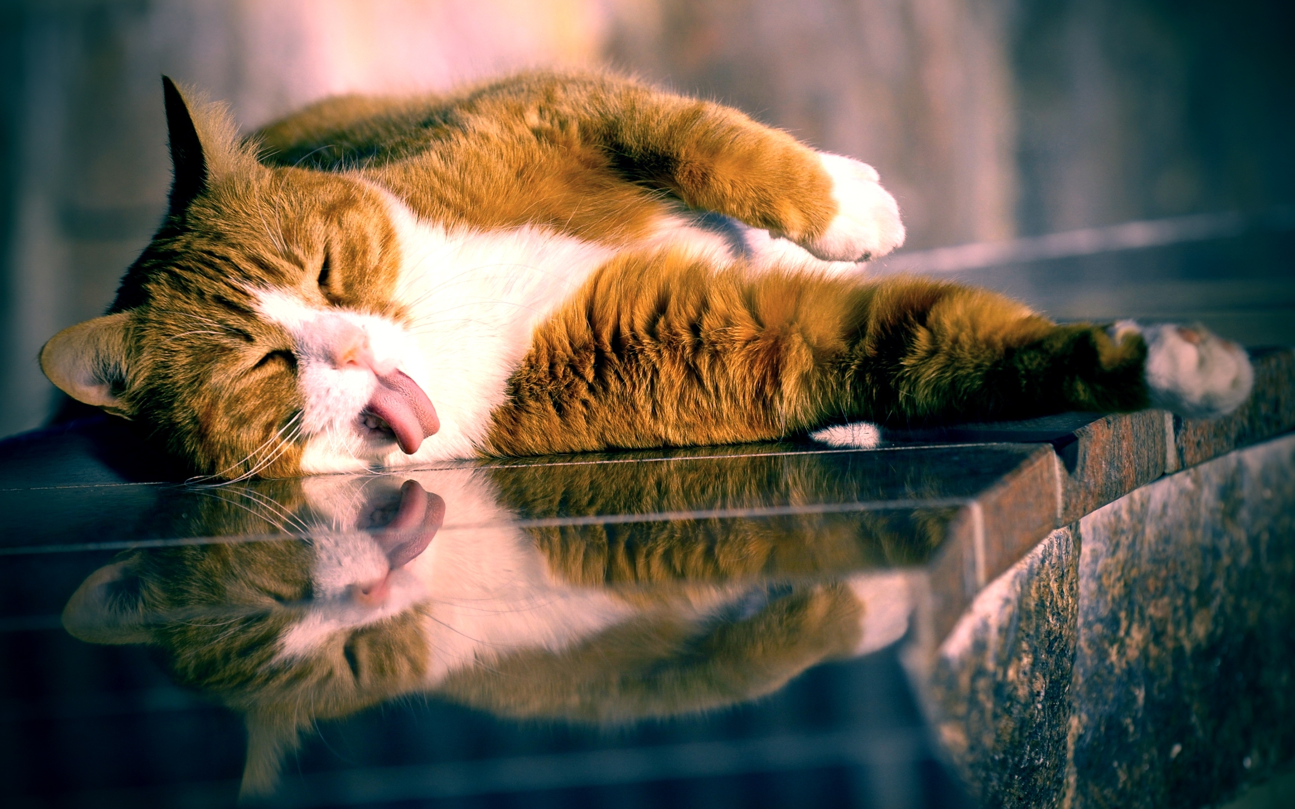 animals, cats desktop HD wallpaper