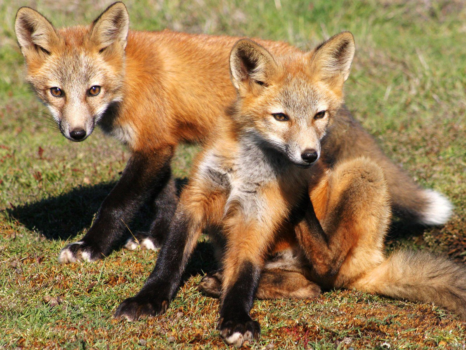 animals, grass, fox, young, couple, pair, cubs