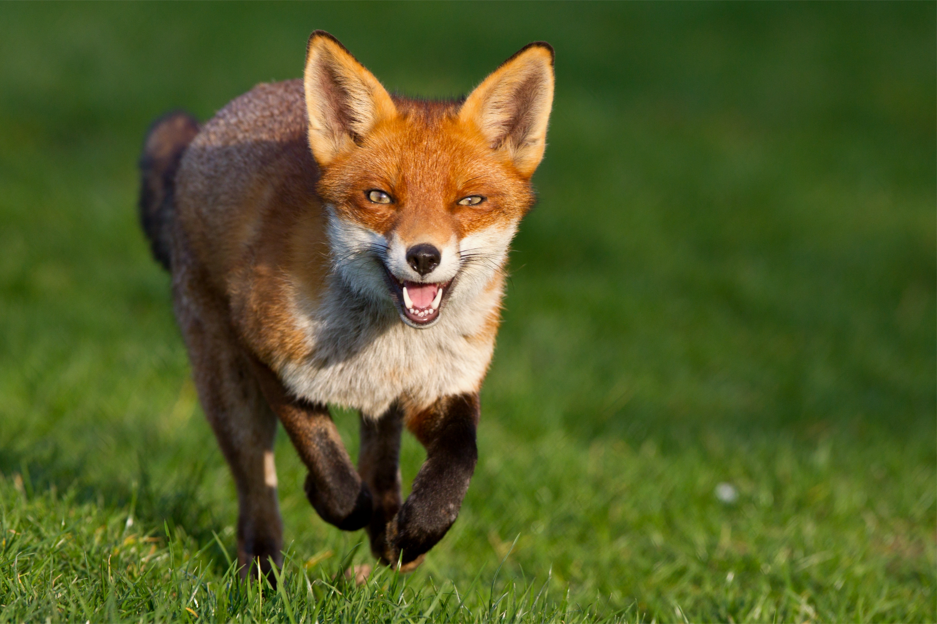 Laden Sie das Bummel, Spaziergang, Ein Fuchs, Ausführen, Weglaufen, Grass, Tiere, Fuchs-Bild kostenlos auf Ihren PC-Desktop herunter