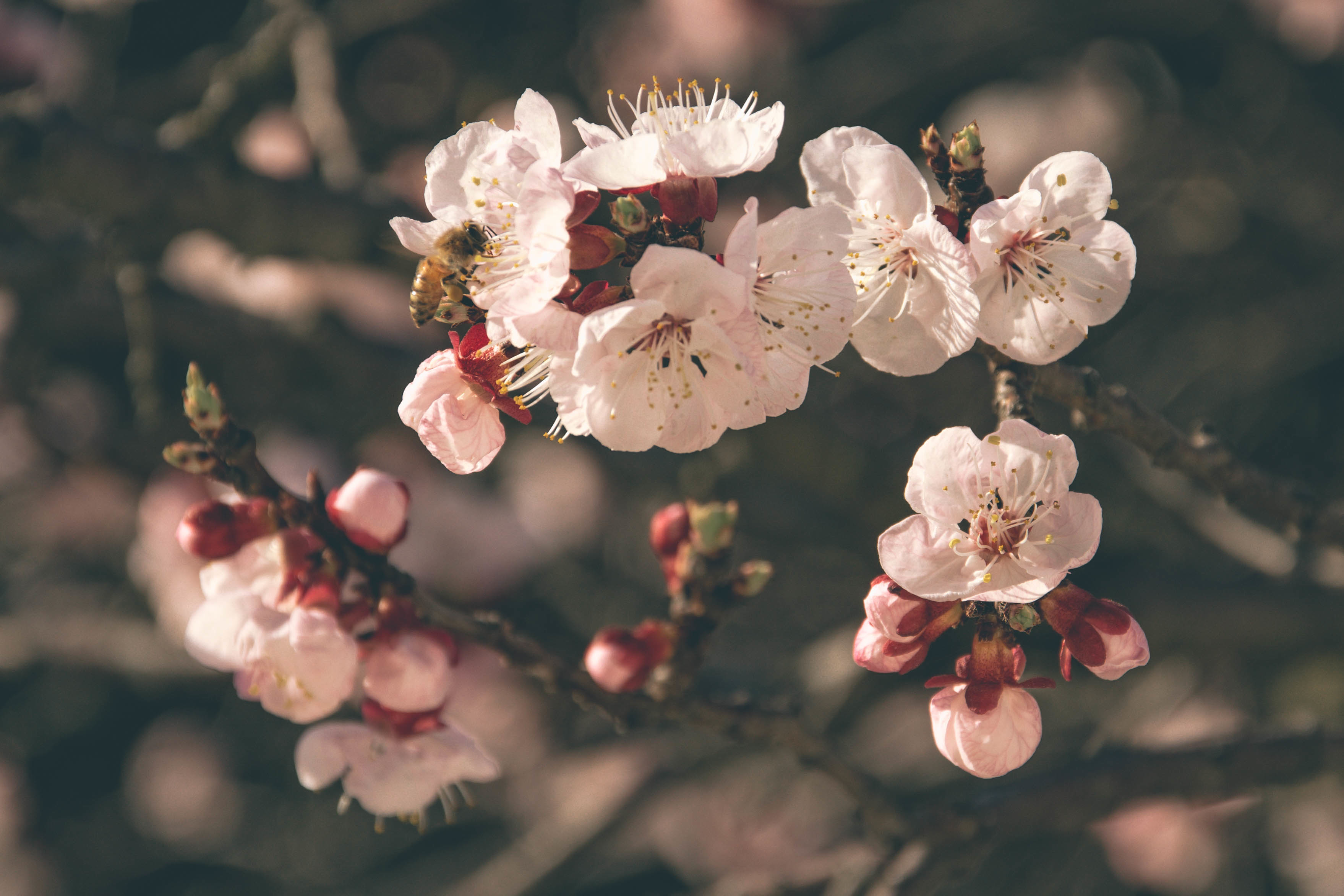 Download mobile wallpaper Pollination, Macro, Flowers, Bloom, Flowering, Bee, Spring for free.
