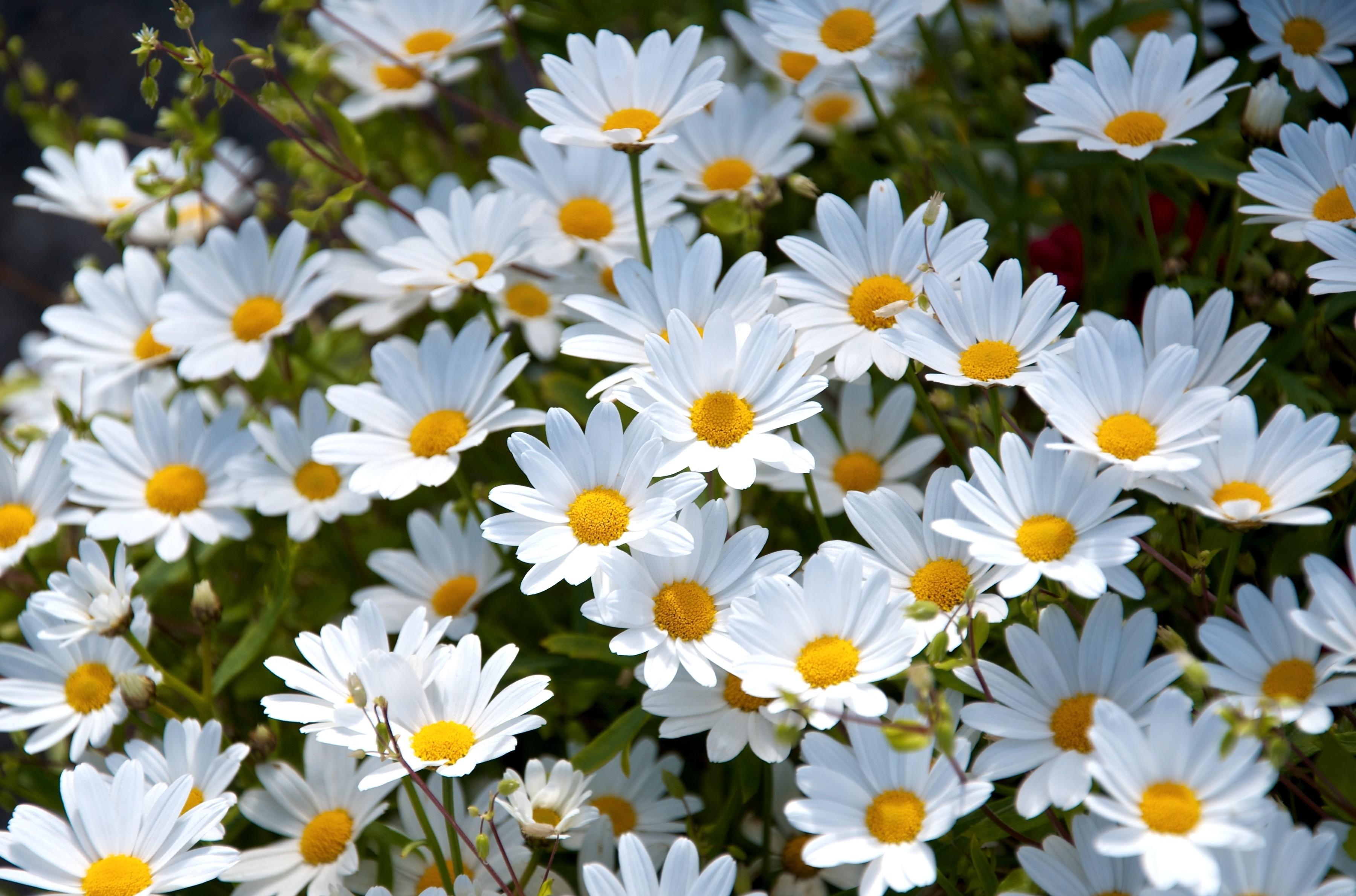 flowers, summer, glade, camomile, white, polyana, mood 2160p
