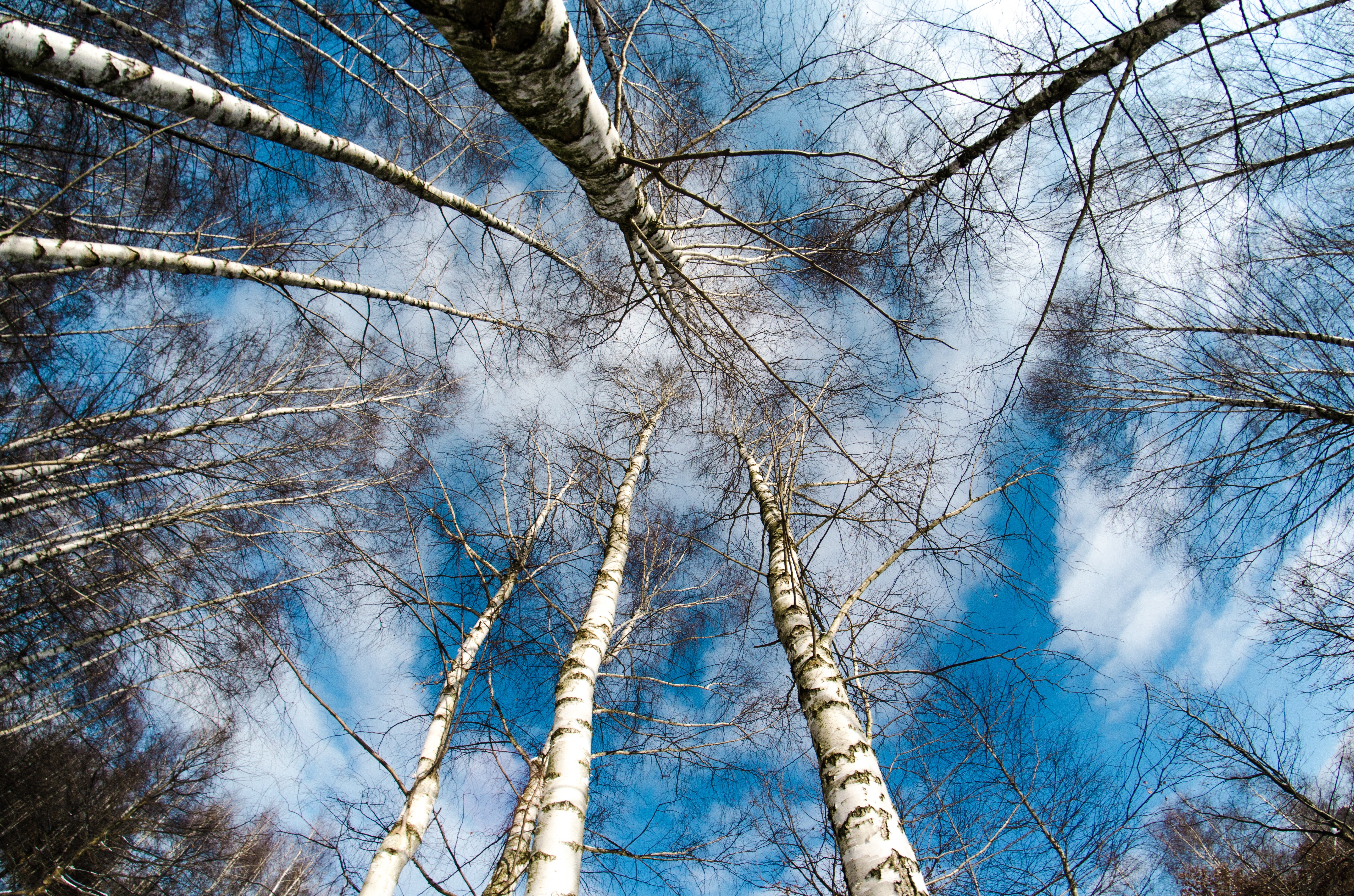tops, nature, trees, sky, vertex download HD wallpaper