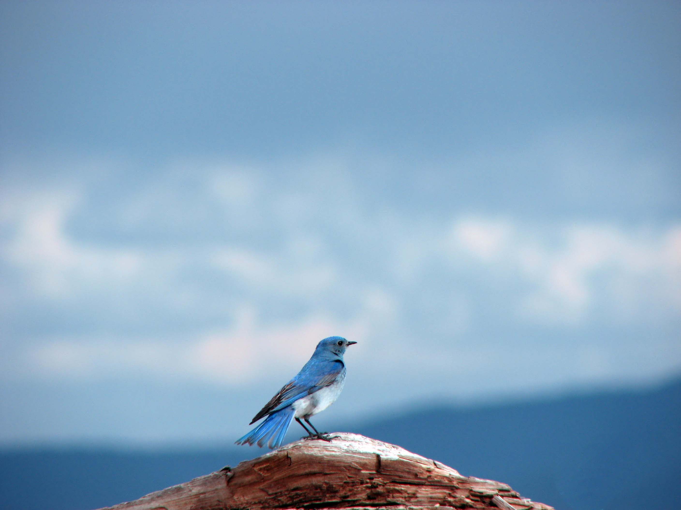 Птицы на голубом фоне