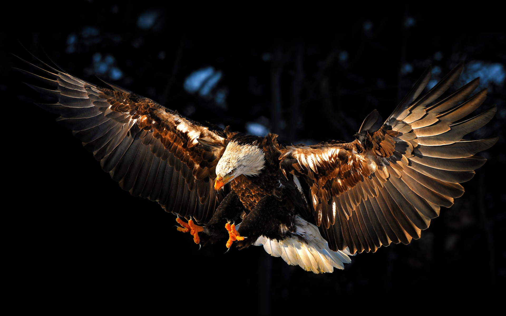 1477438 descargar imagen animales, águila calva, pájaro: fondos de pantalla y protectores de pantalla gratis