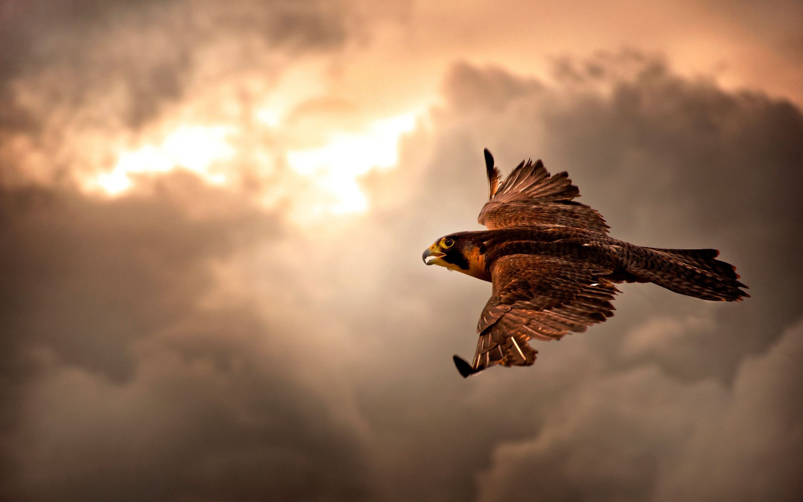 hawk, animals, sky, clouds, bird, mainly cloudy, overcast mobile wallpaper