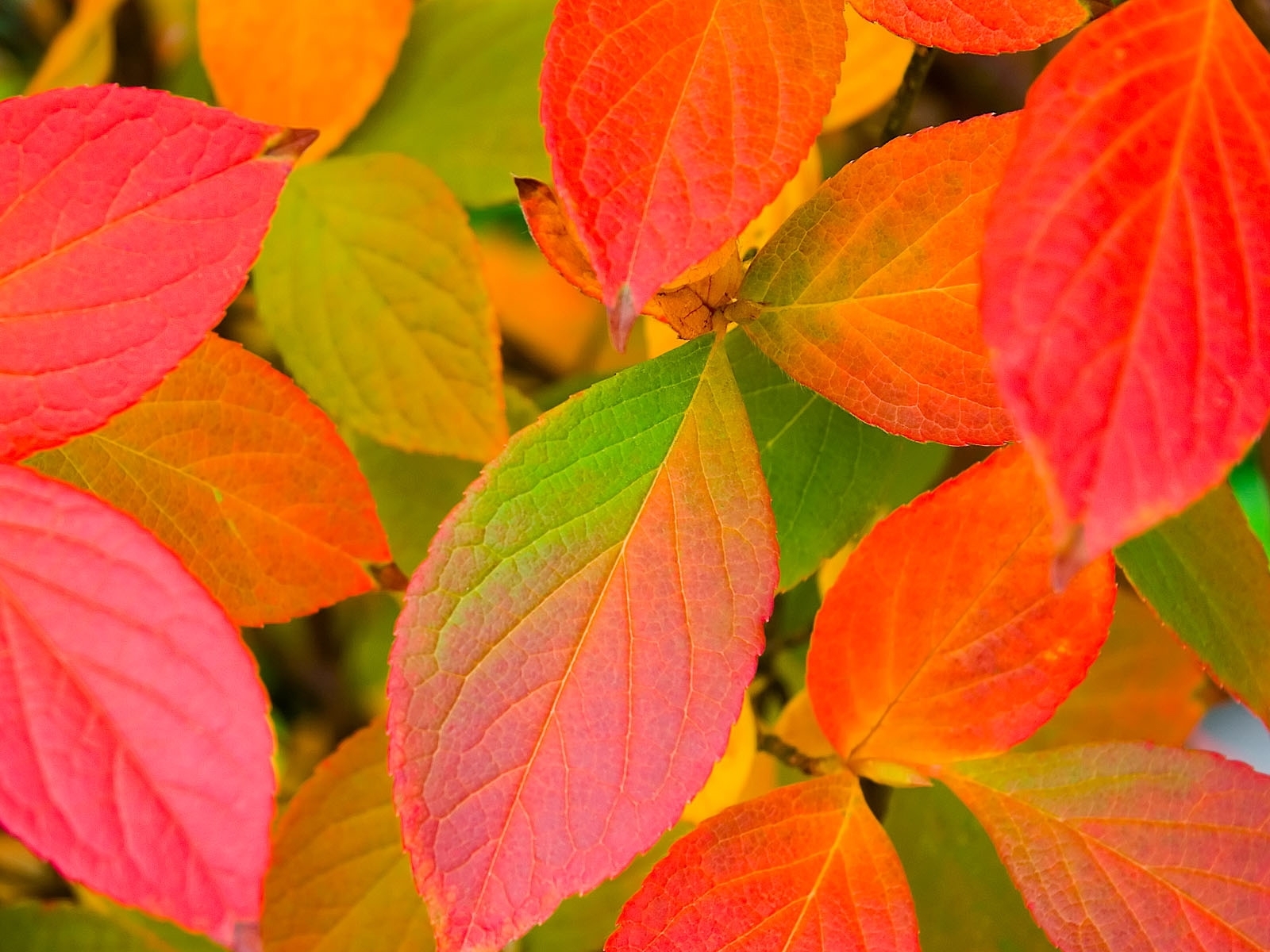 無料モバイル壁紙植物, 背景, 葉, 秋をダウンロードします。