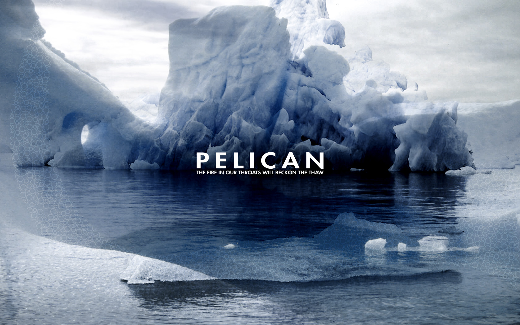 Laden Sie Pelikan HD-Desktop-Hintergründe herunter