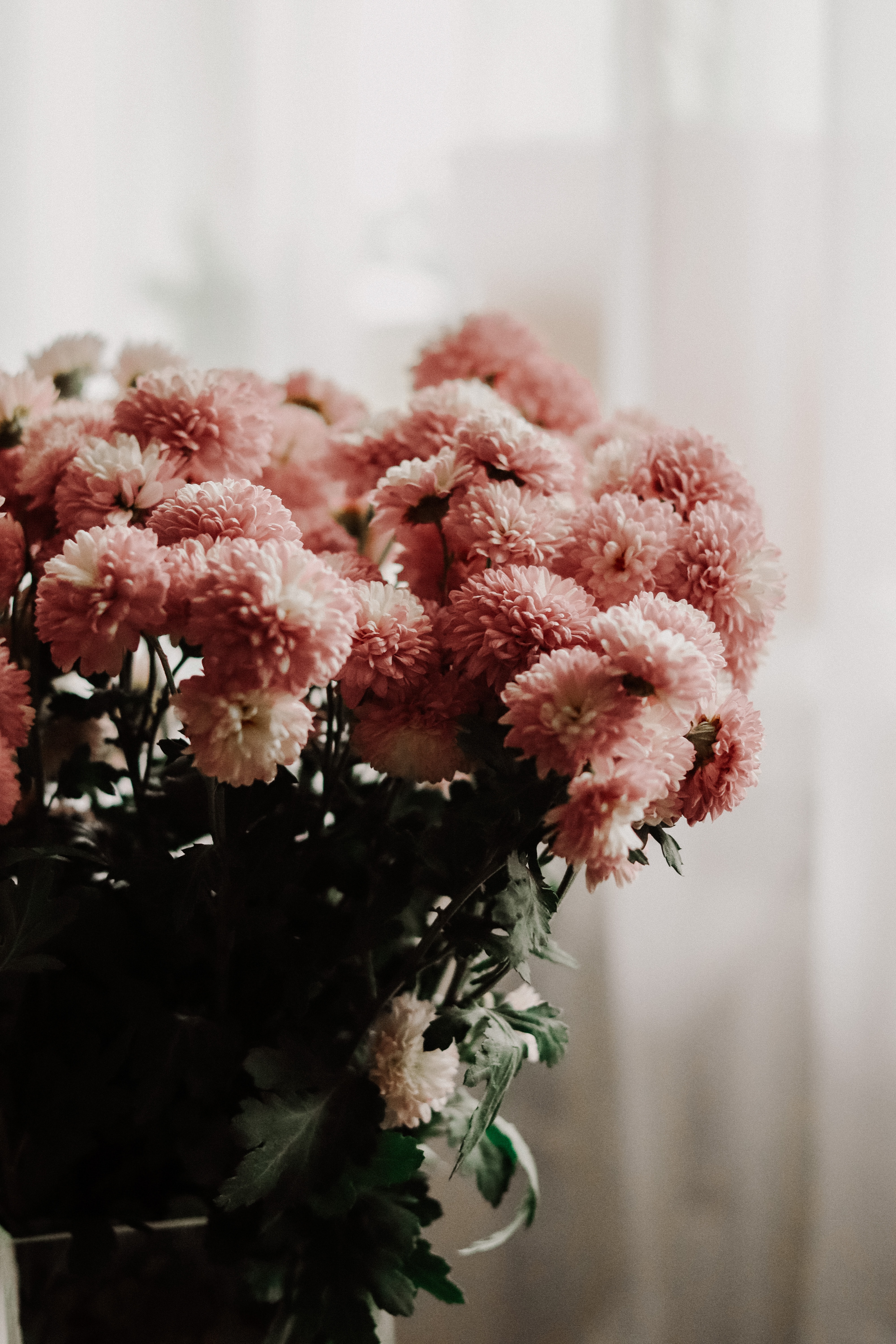 Laden Sie das Chrysantheme, Strauß, Bouquet, Zimmer, Vase, Blumen-Bild kostenlos auf Ihren PC-Desktop herunter