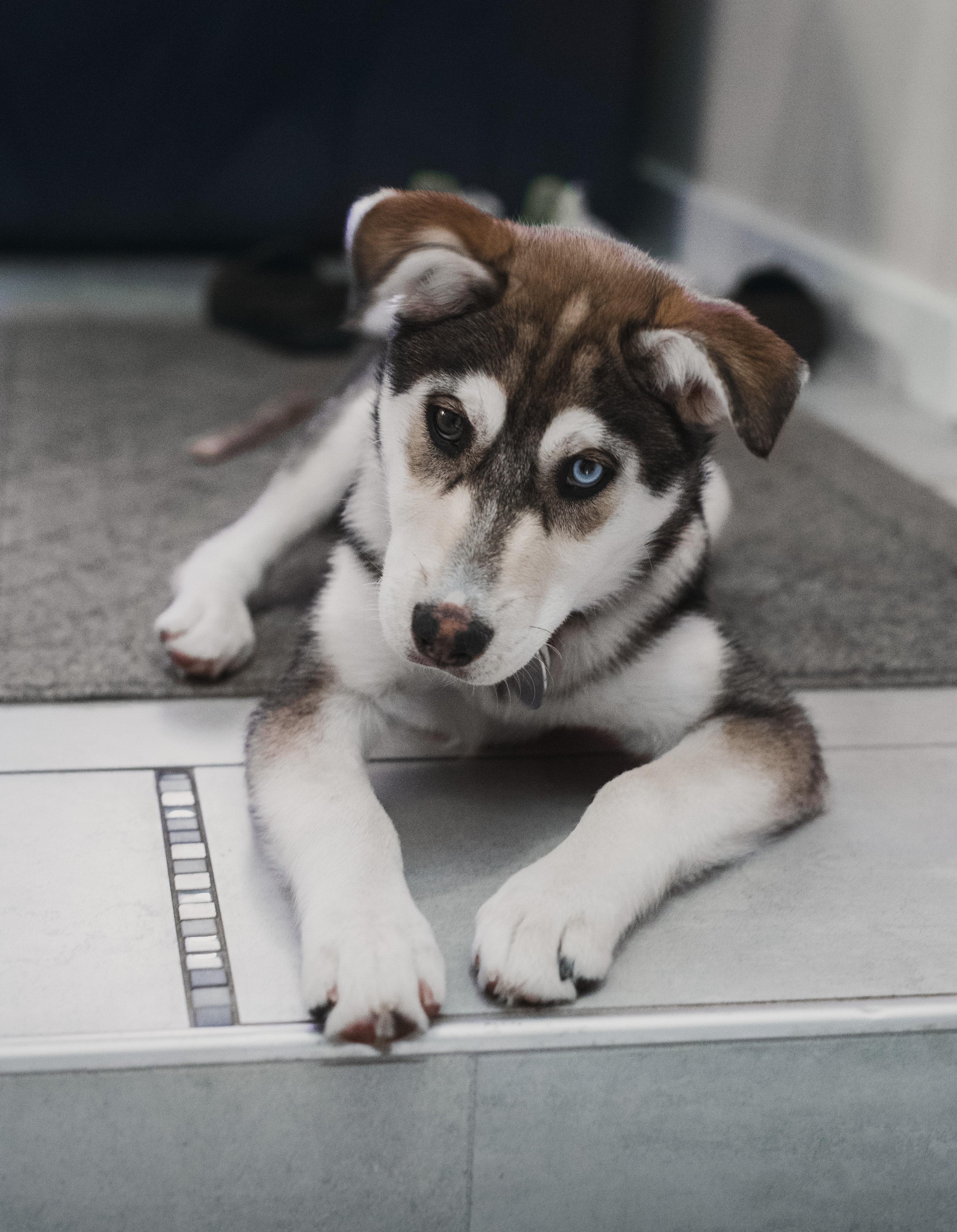 Handy-Wallpaper Hund, Sicht, Meinung, Heterochromie, Heterochromia, Haustier, Tiere, Hündchen, Welpen kostenlos herunterladen.