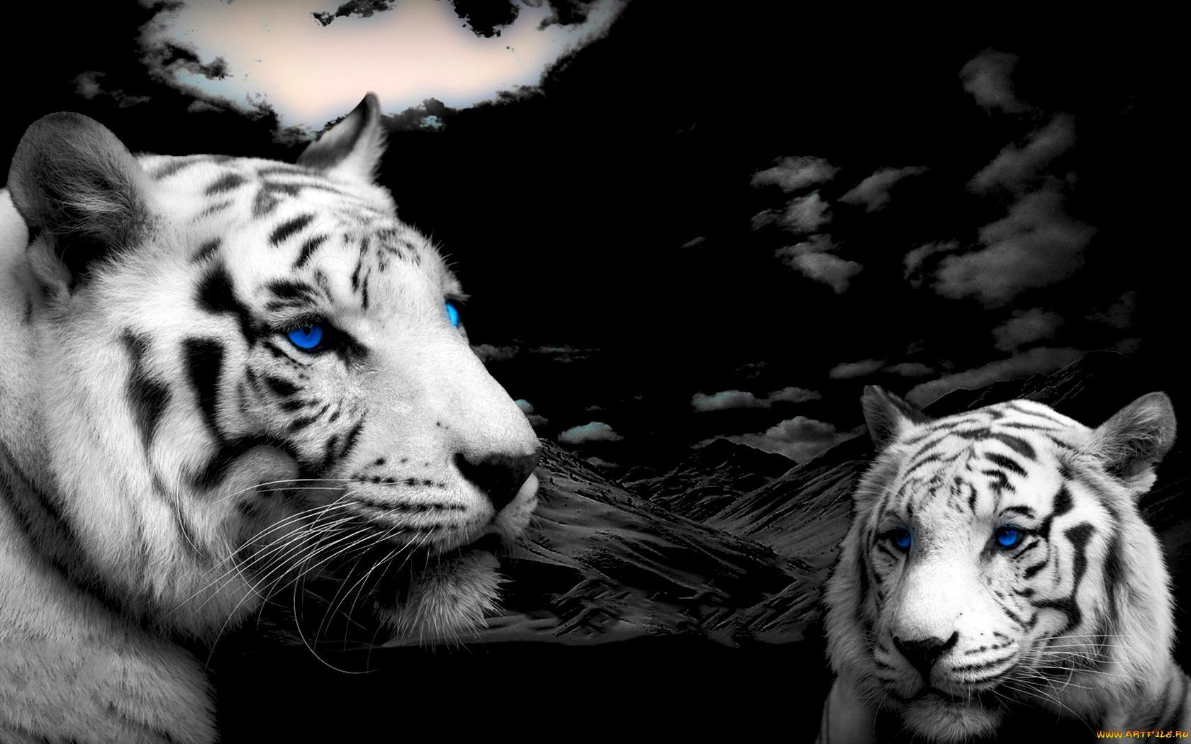 Descarga gratuita de fondo de pantalla para móvil de Animales, Tigres.