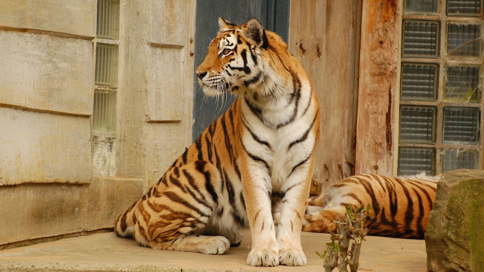 to lie down, animals, couple, pair, lie, big cat, tiger 4K Ultra