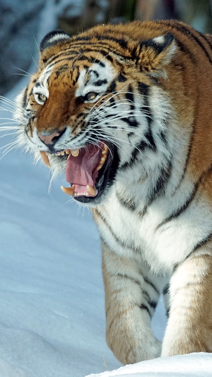 1119092 descargar fondo de pantalla animales, tigre, nieve, gruñido, invierno, gatos: protectores de pantalla e imágenes gratis