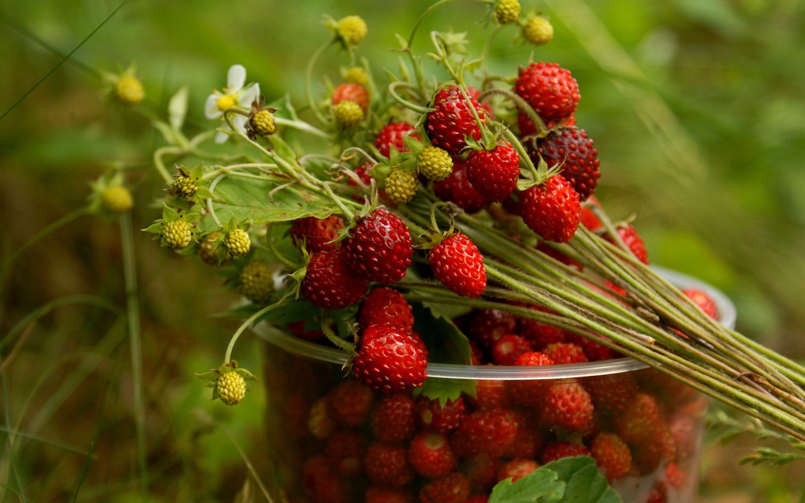 Download mobile wallpaper Plants, Berries for free.