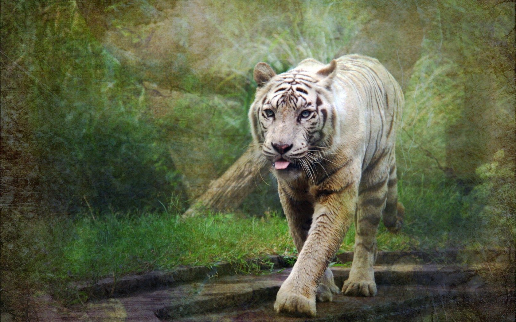 Free download wallpaper Style, Tiger, Animals, Nature, Background on your PC desktop