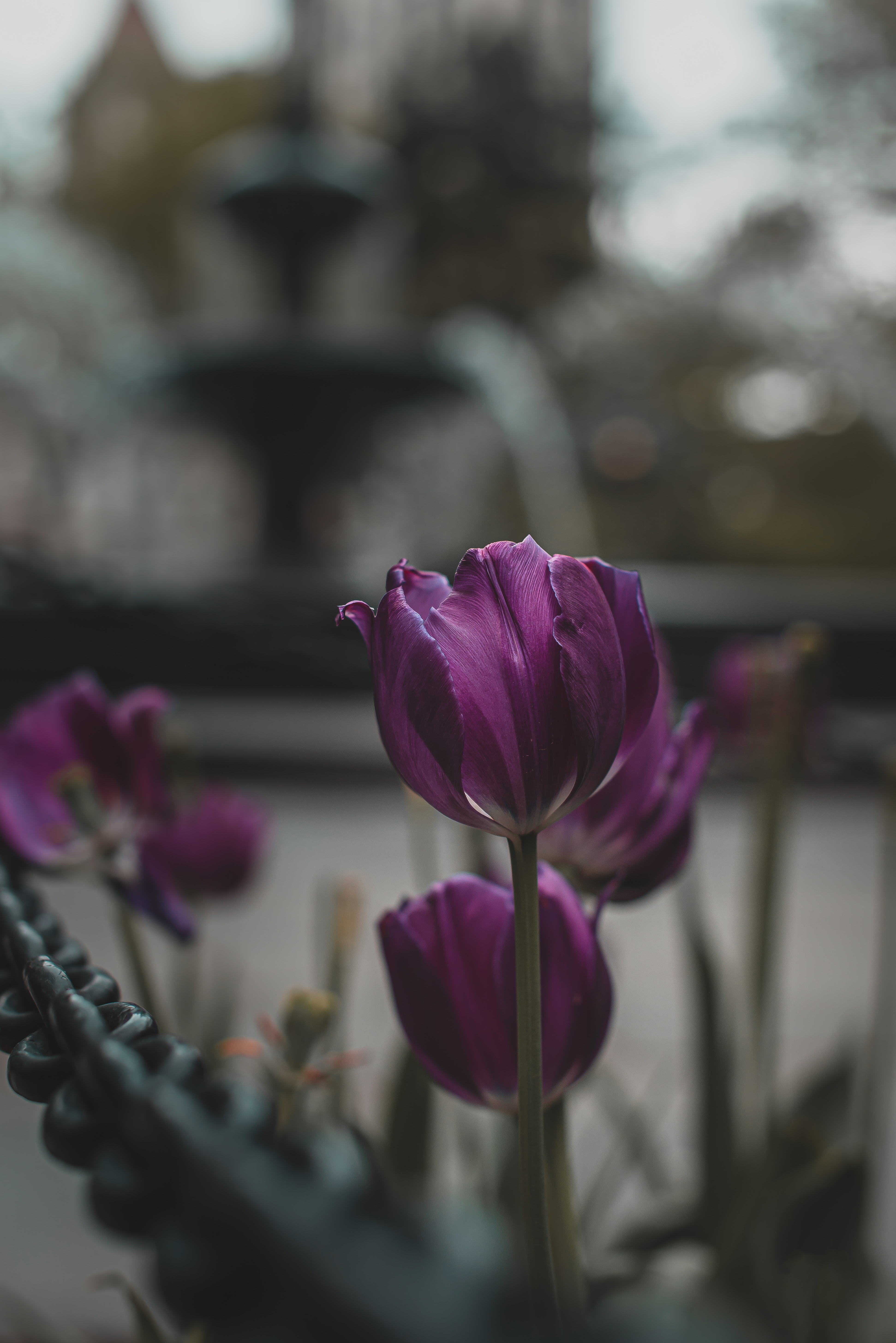 purple, tulips, plants, flowers, violet, bloom, flowering cellphone