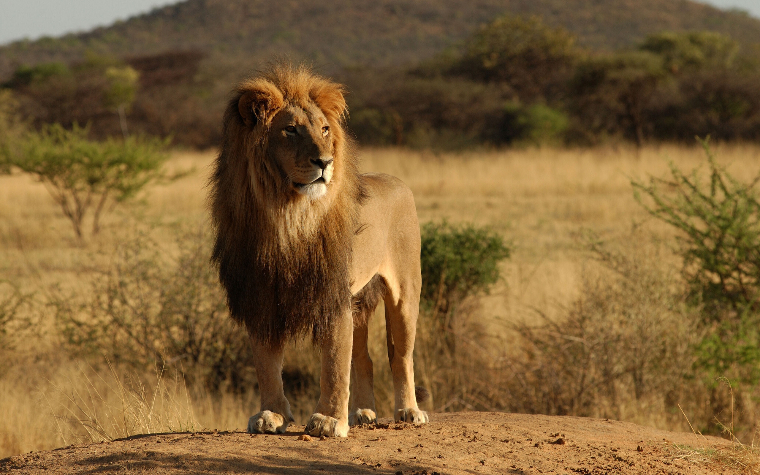 32341 descargar imagen leones, animales, naranja: fondos de pantalla y protectores de pantalla gratis
