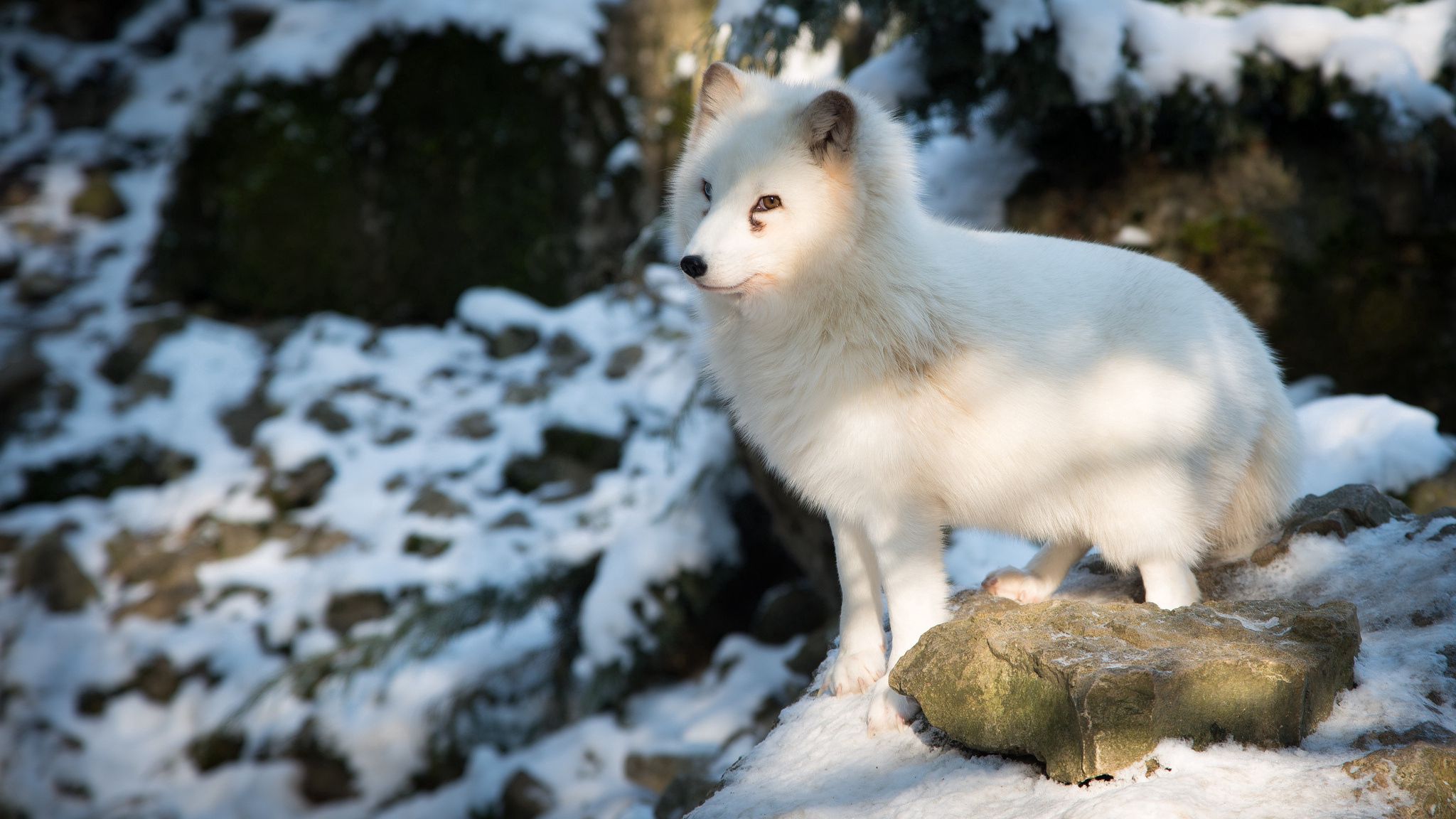 Laden Sie das Polarfuchs, Ein Fuchs, Fuchs, Tiere-Bild kostenlos auf Ihren PC-Desktop herunter