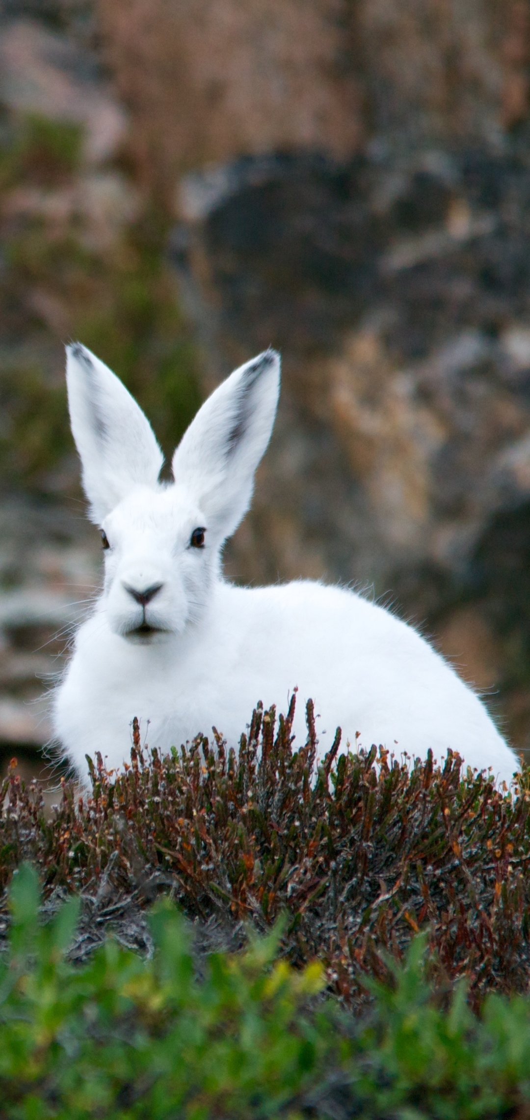 1306555 скачать обои заяц, зайцы, арктический заяц, животные, кролик, трава - заставки и картинки бесплатно