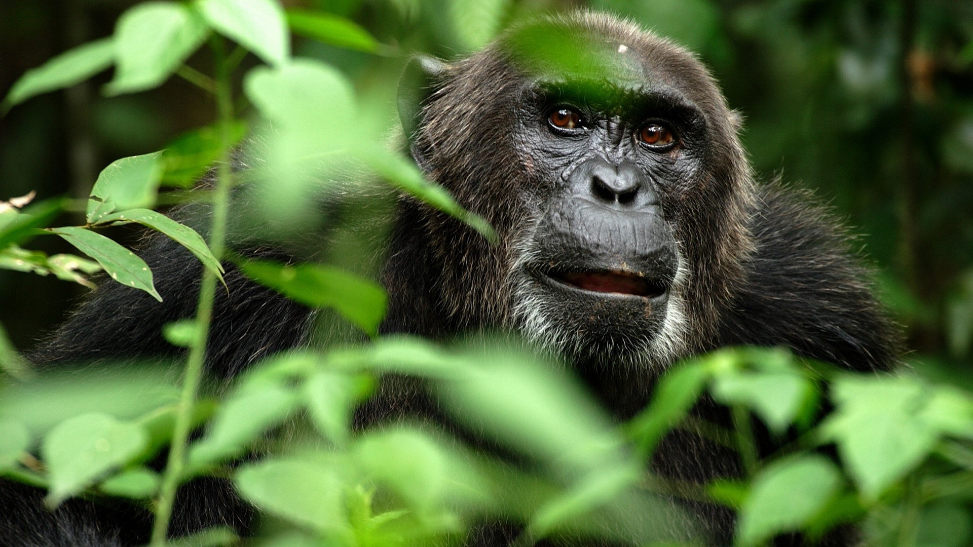 267091 télécharger l'image singe, animaux, gorille, singes - fonds d'écran et économiseurs d'écran gratuits