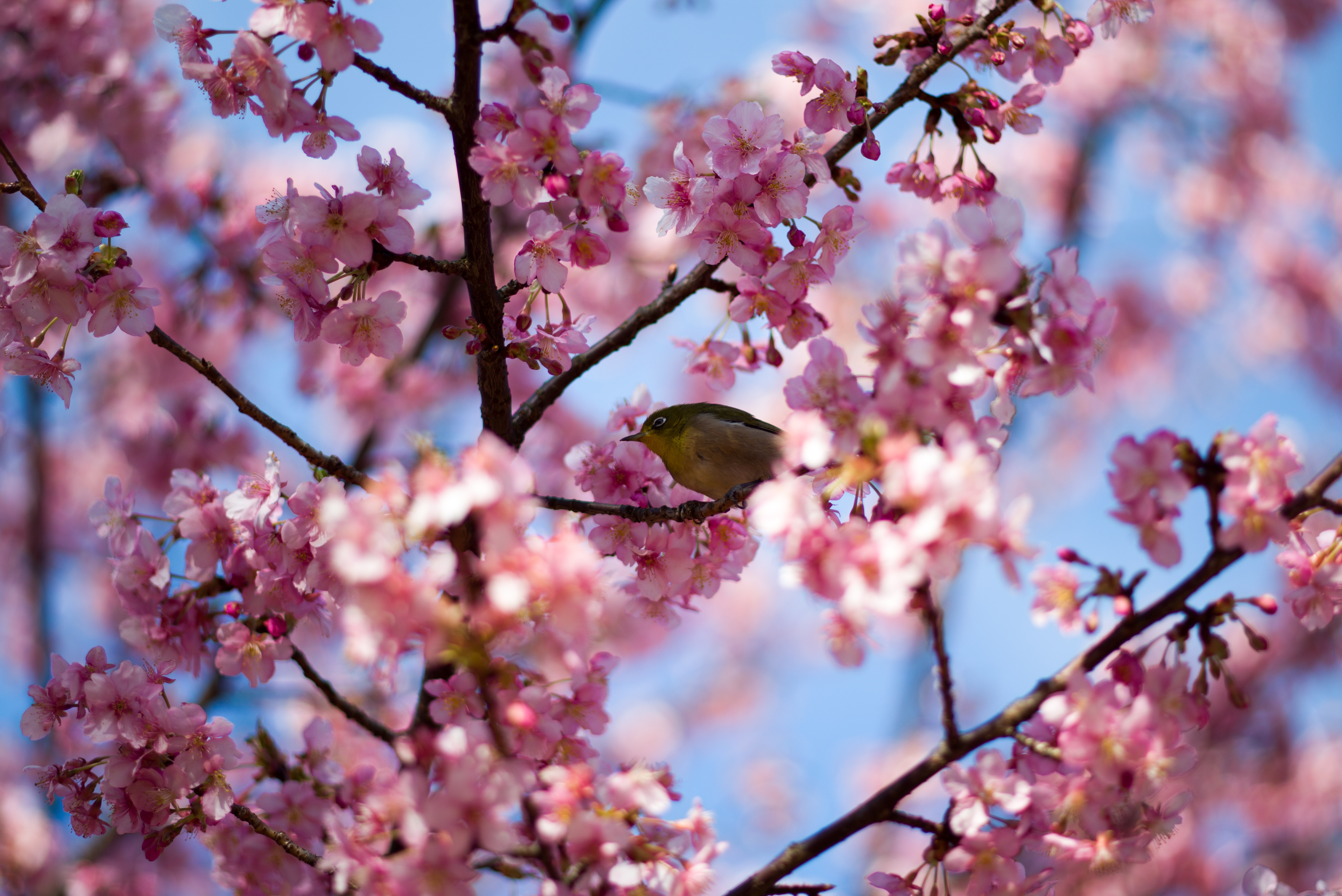 無料モバイル壁紙動物, 自然, 鳥, 花, ブランチ, 春, ピンクの花をダウンロードします。