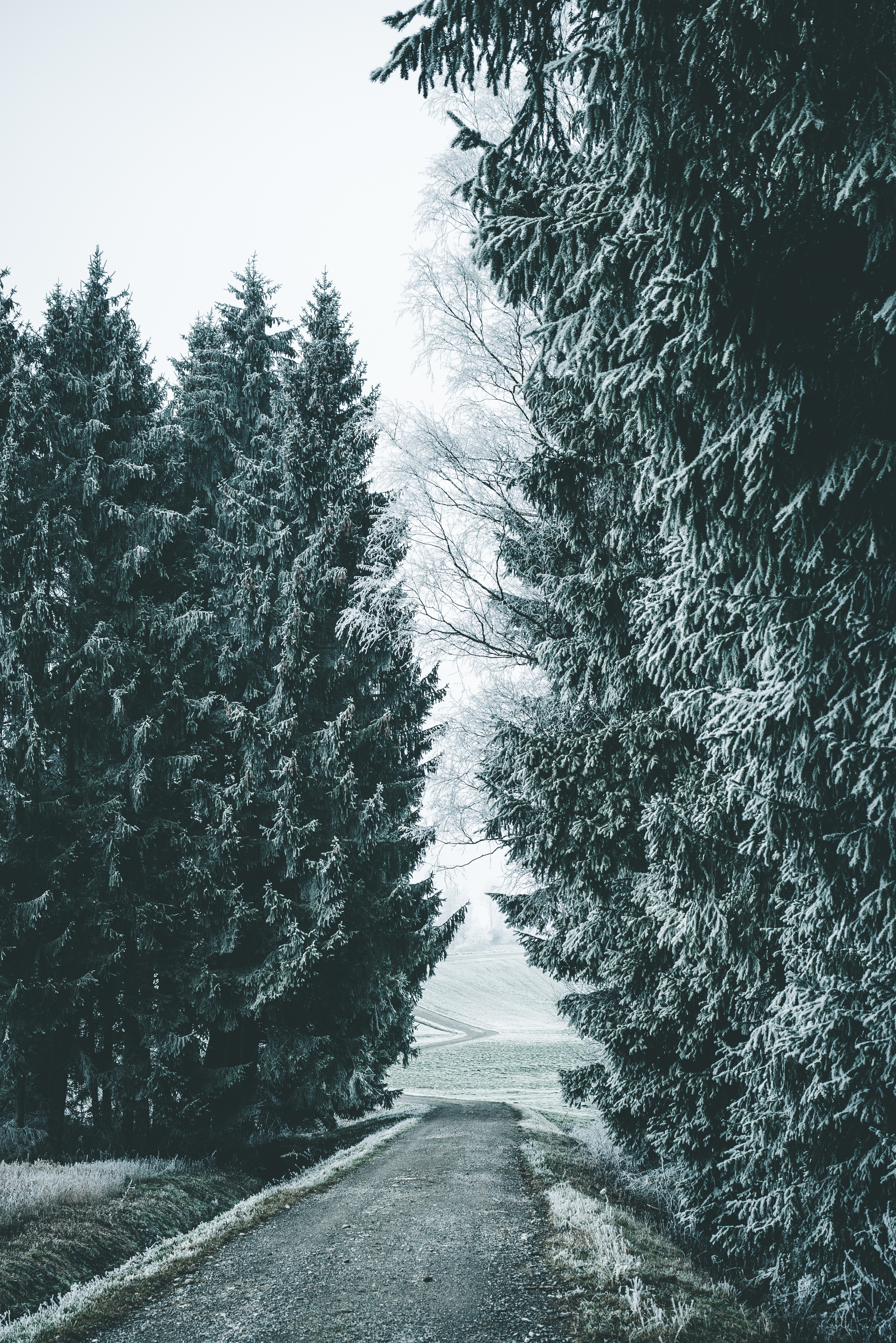 Laden Sie das Bäume, Straße, Schneebedeckt, Snowbound, Natur, Schnee, Wald, Winter-Bild kostenlos auf Ihren PC-Desktop herunter