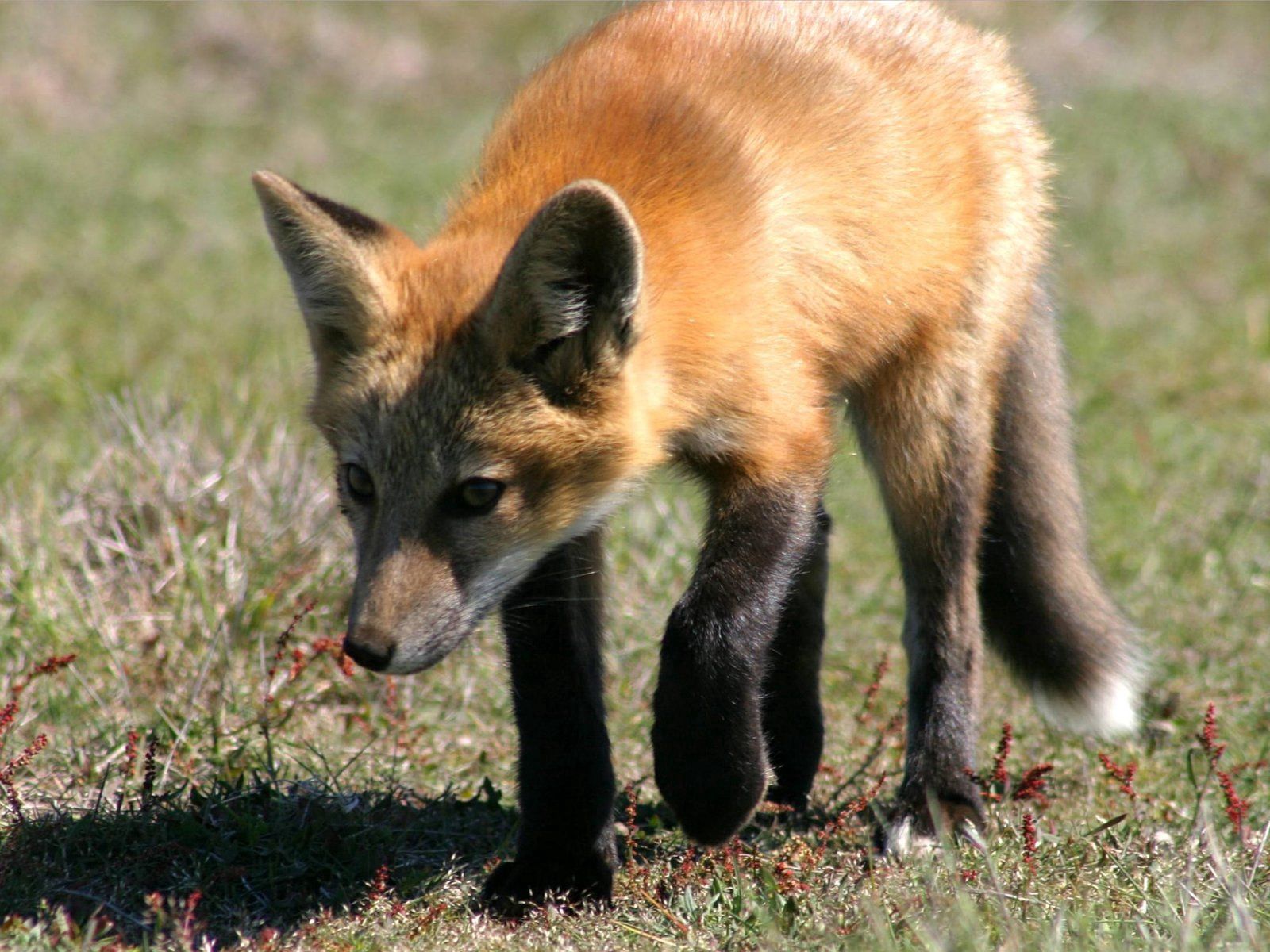 Download mobile wallpaper Animals, Stroll, Shadow, Grass, Fox for free.