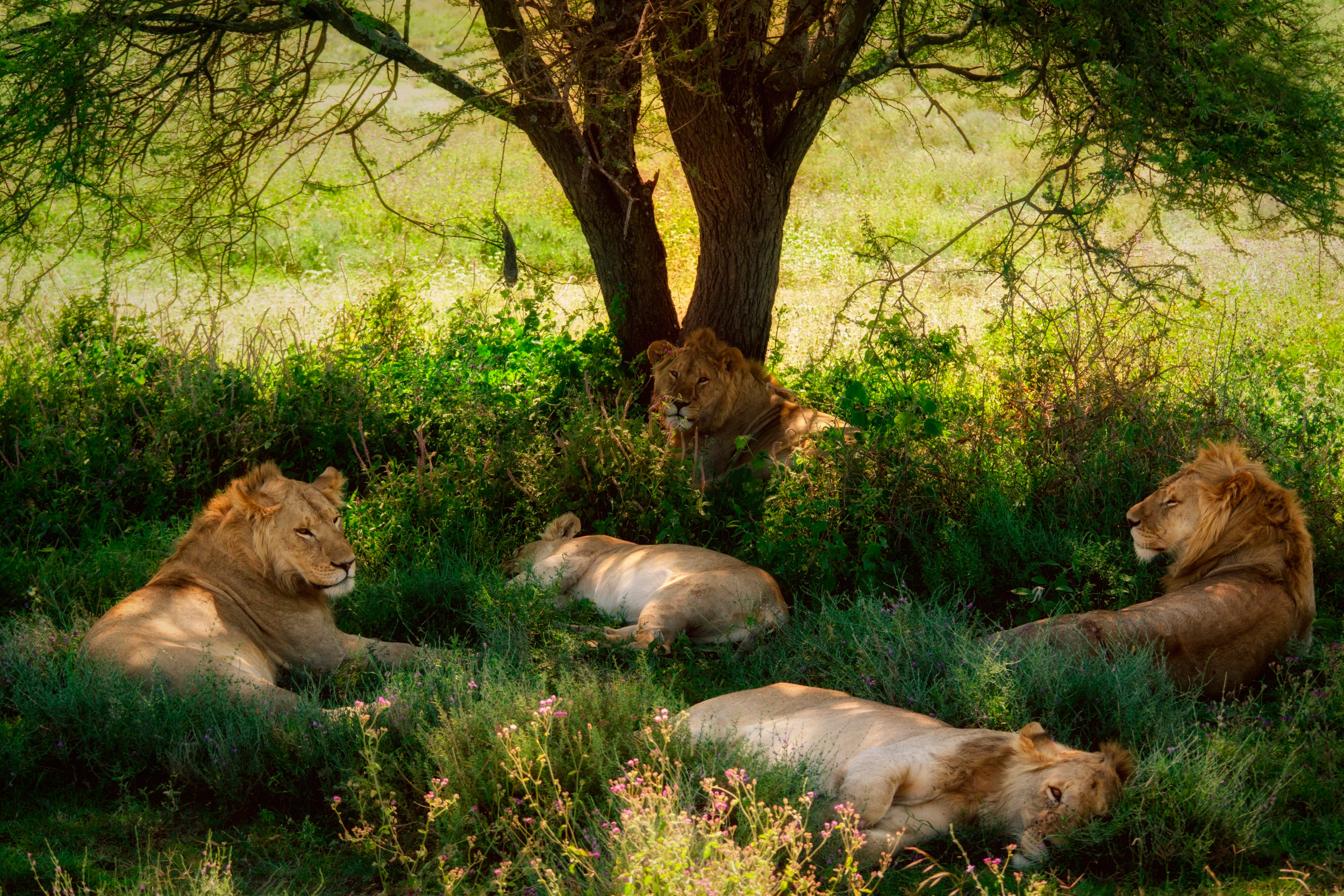 375860 下載圖片 动物, 狮子, 草, 休息, 睡眠, 树, 猫 - 免費壁紙和屏保