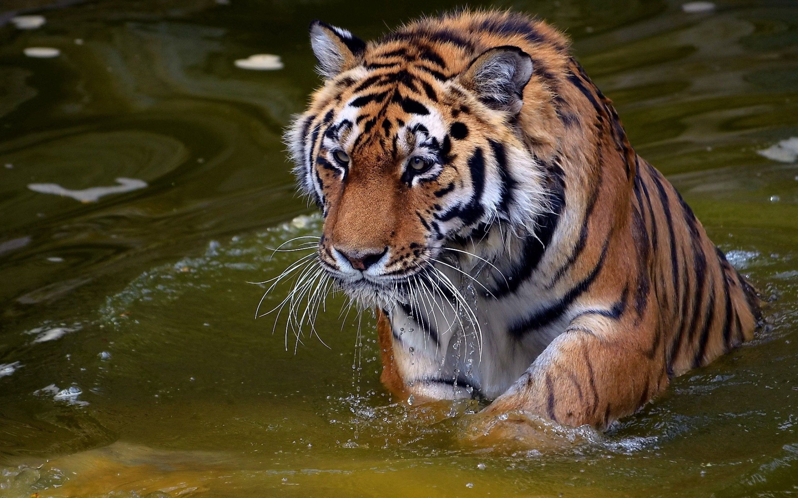 muzzle, water, bathe, animals, predator, tiger 2160p