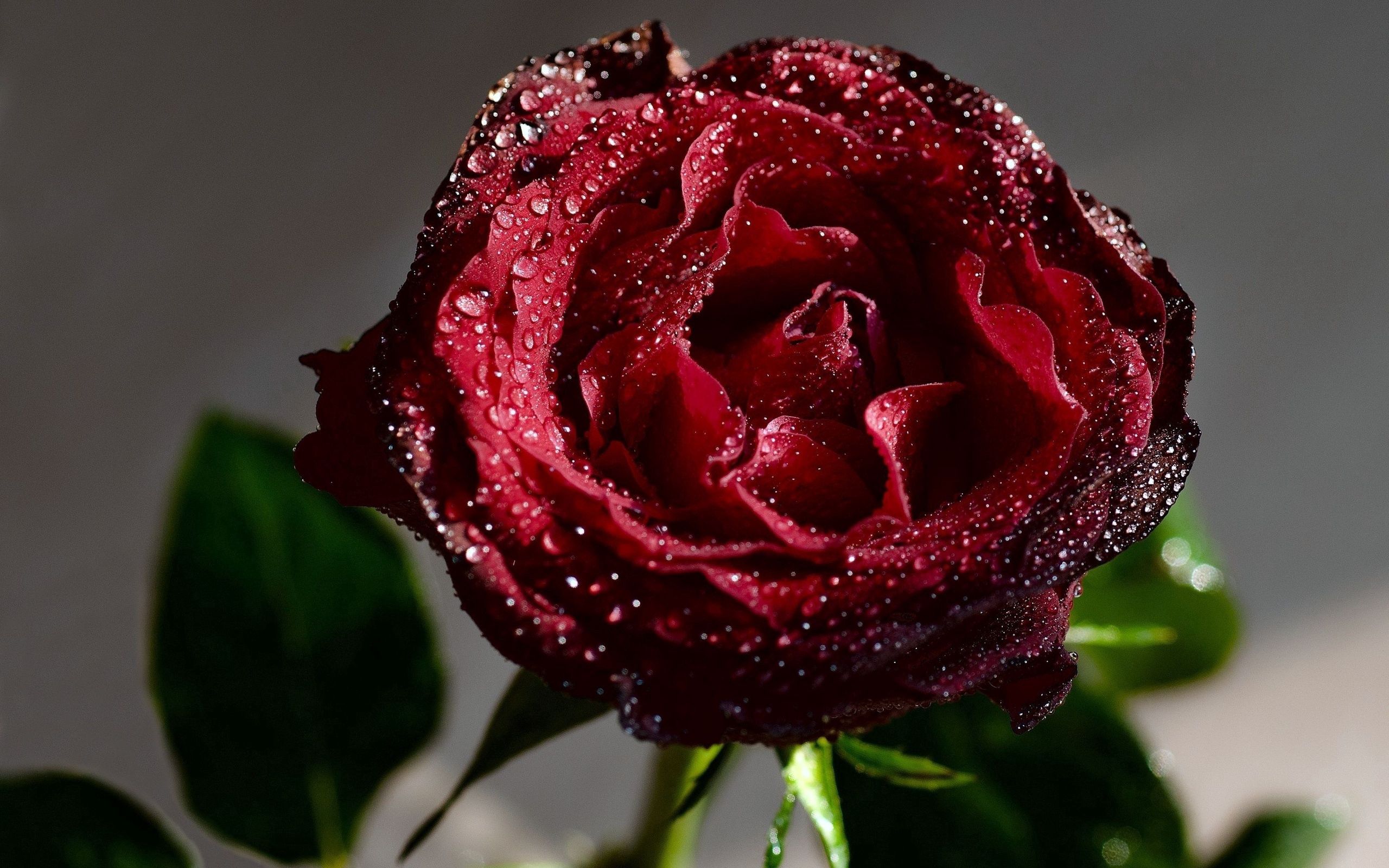 無料モバイル壁紙滴, 大きい, マクロ, 赤い, 露, 薔薇, バラの花をダウンロードします。