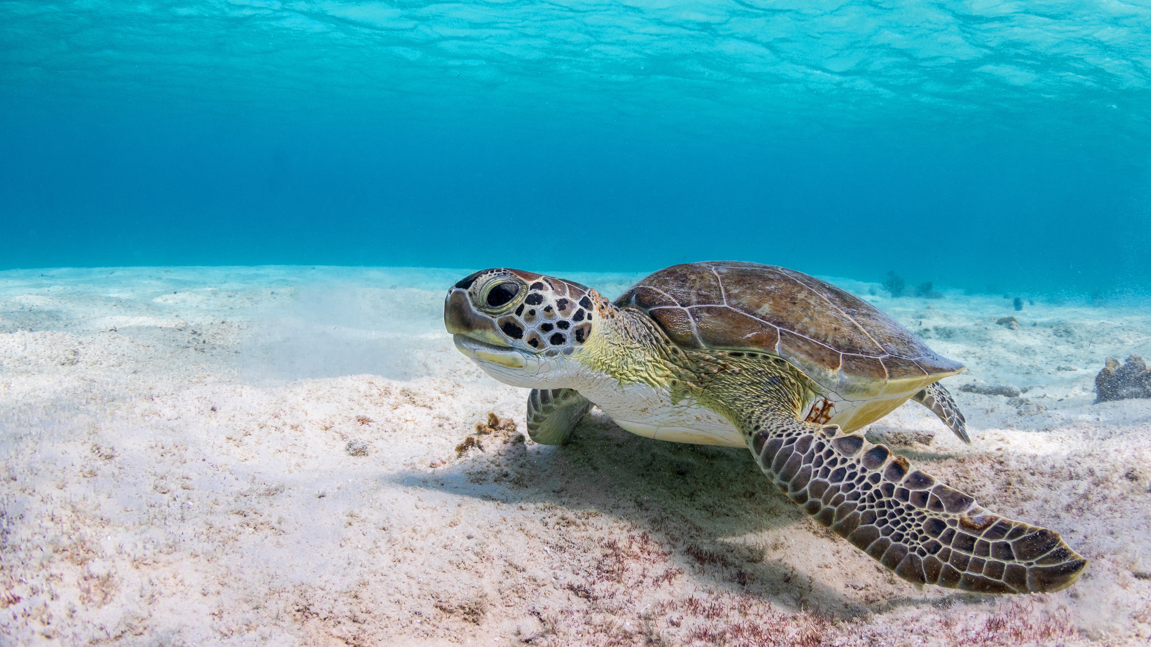 underwater, turtle, animal, sand, turtles phone background