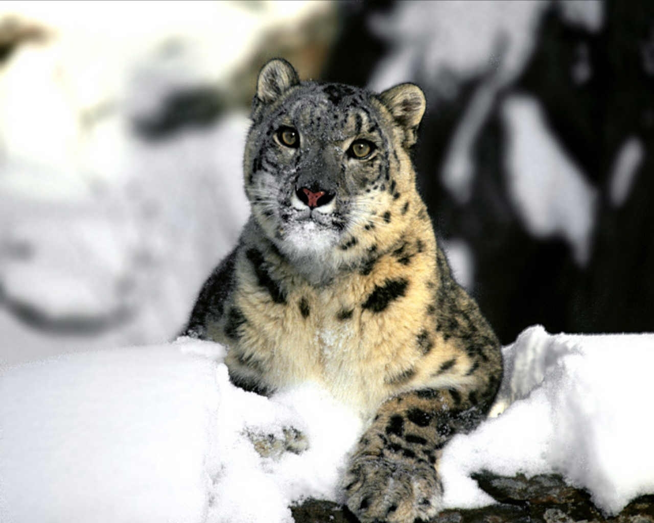 Baixar papel de parede para celular de Animais, Snow Leopard, Neve gratuito.