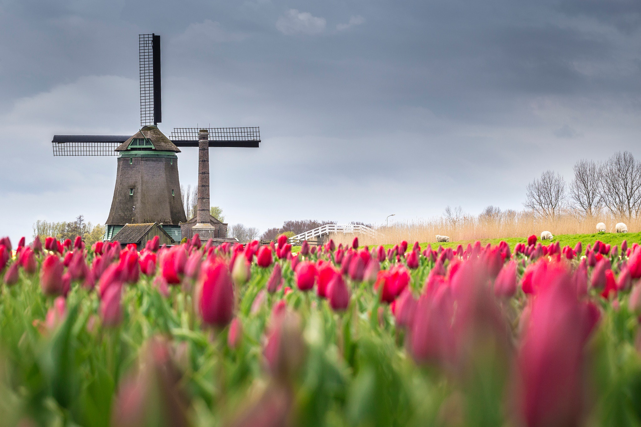 Голландия тюльпановые поля мельница