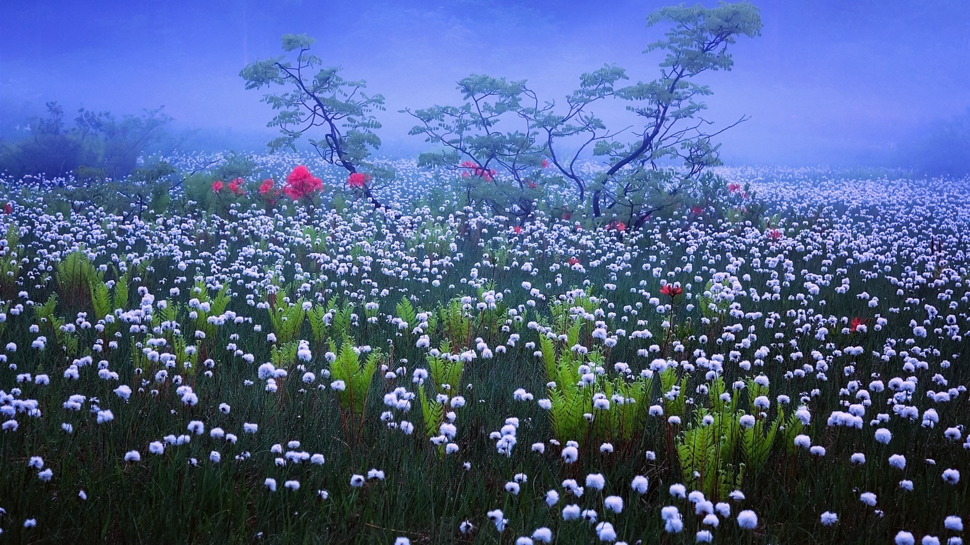 Японские поля цветов