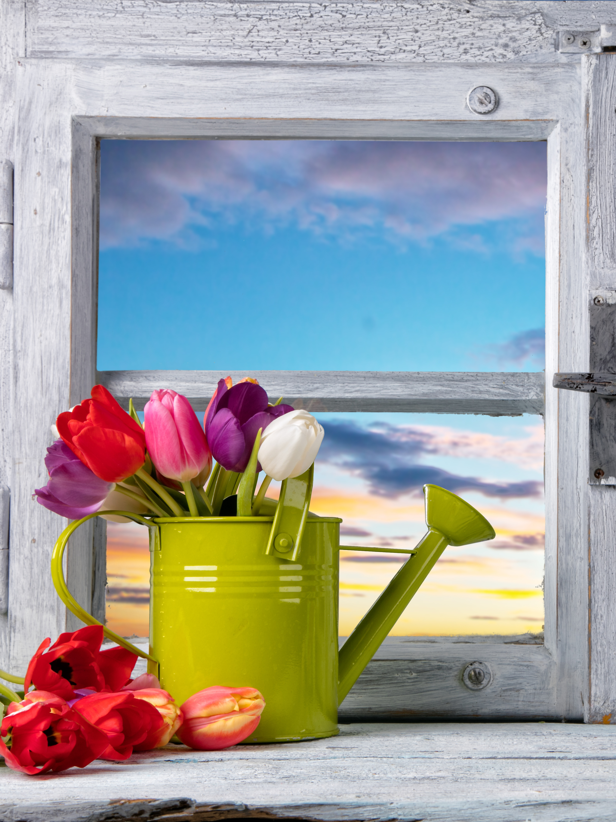 vertical wallpaper holiday, easter, tulip, flower, window, watering can