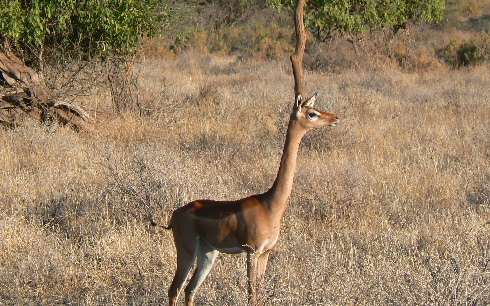 236588 Bild herunterladen tiere, antilope, gerenuk - Hintergrundbilder und Bildschirmschoner kostenlos