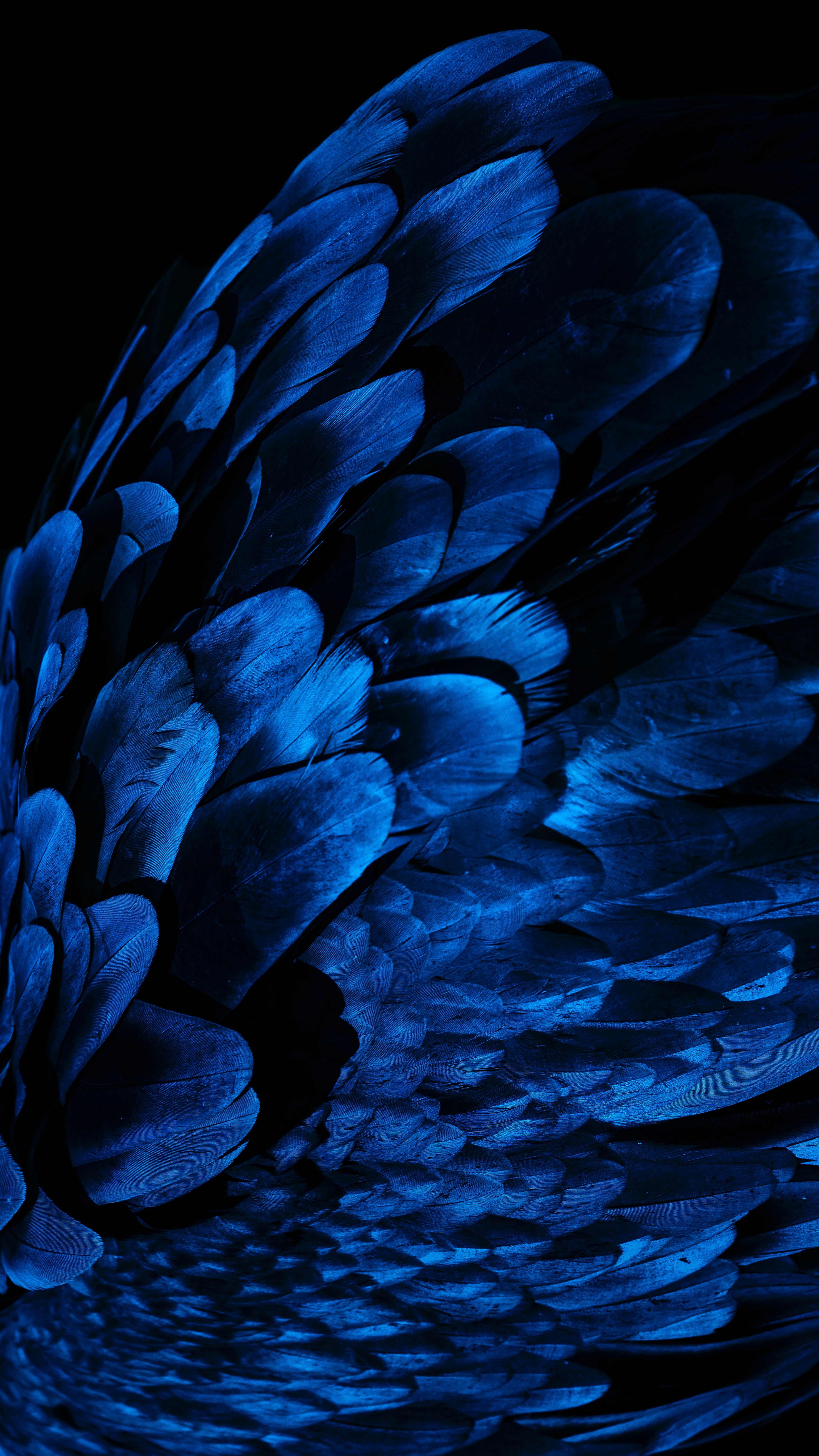 Feather 1080p