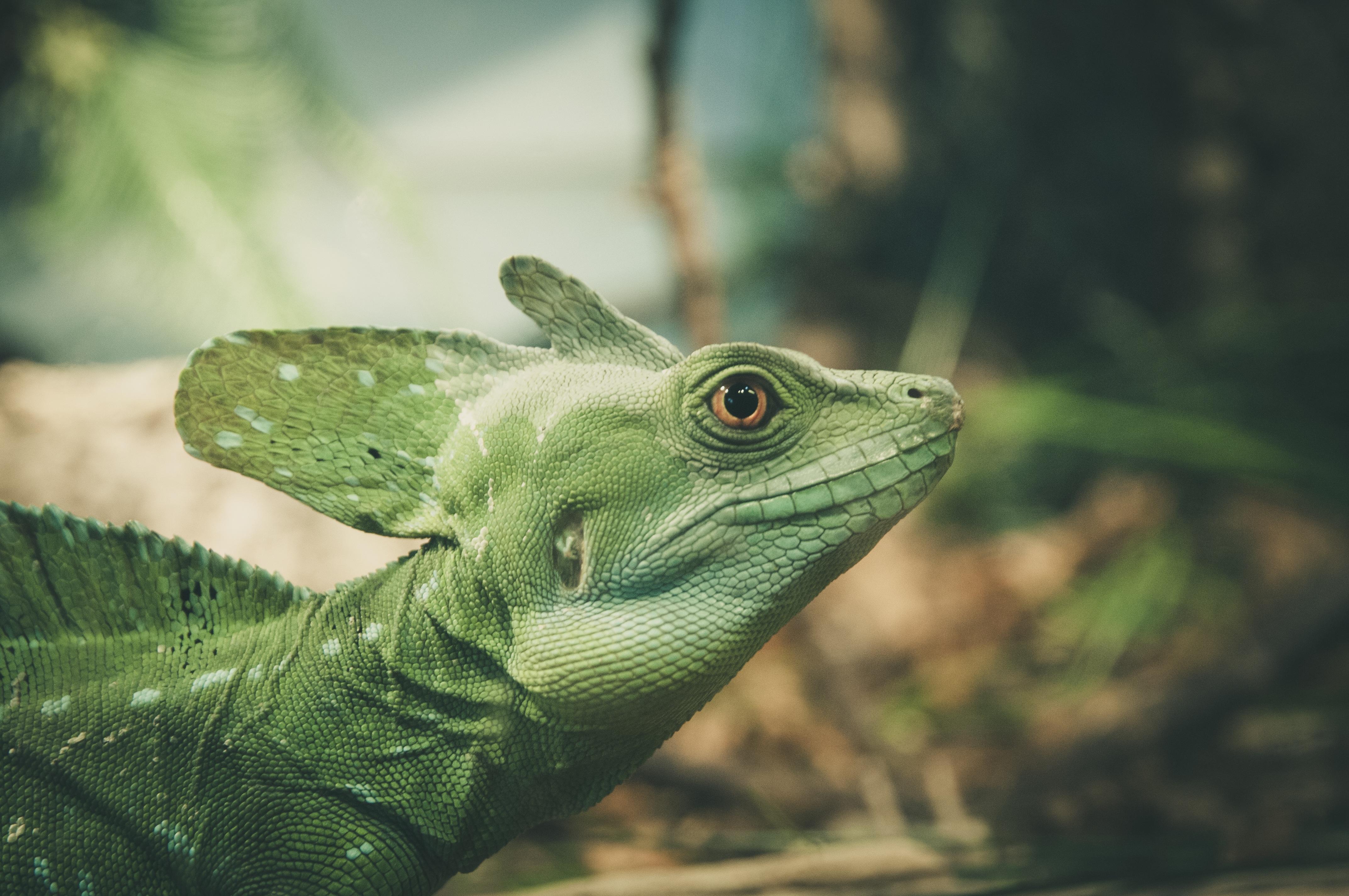 121168 descargar fondo de pantalla animales, verde, color, lagartija, lagarto, reptil: protectores de pantalla e imágenes gratis