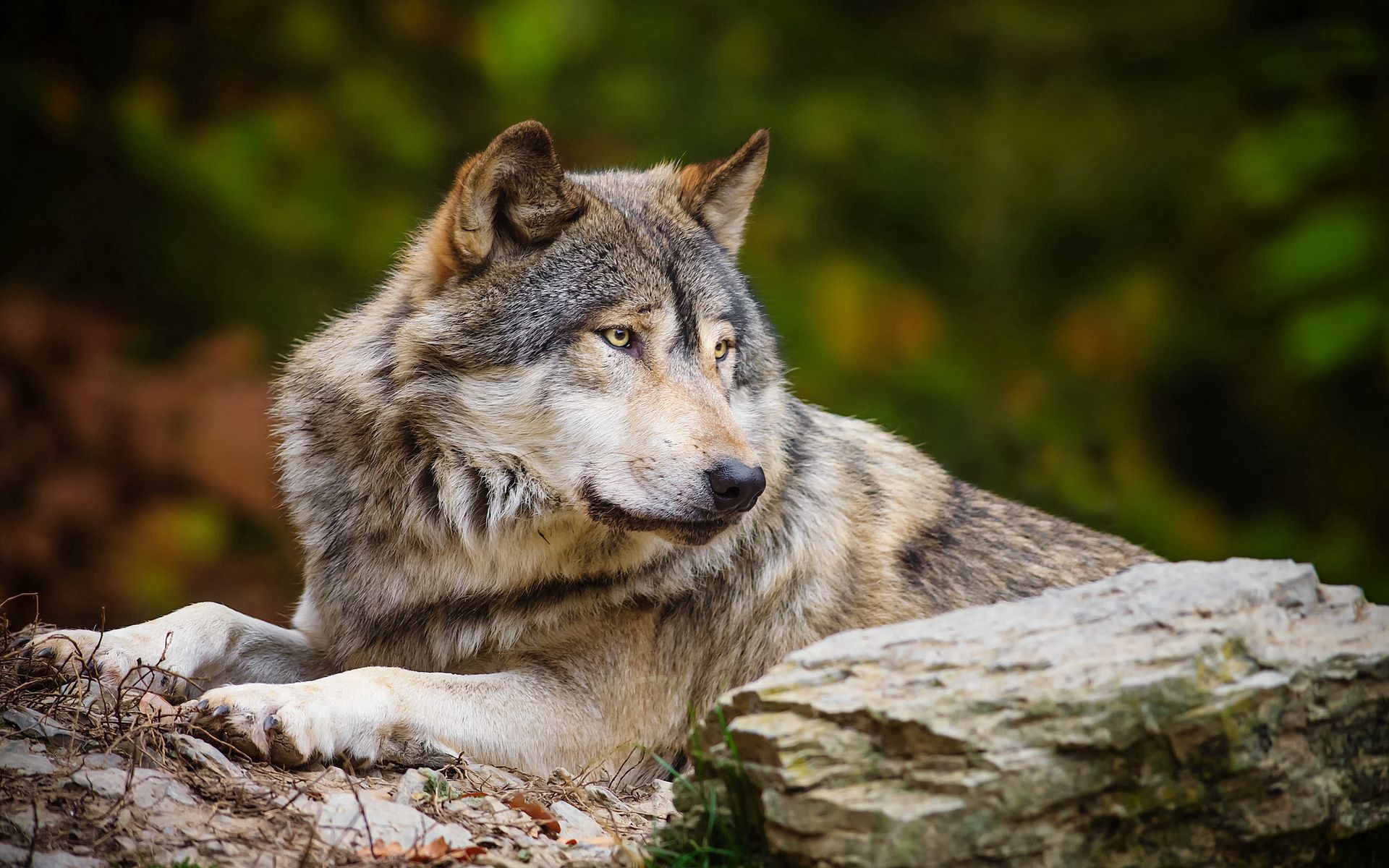 PCデスクトップに動物, 岩石, 石, プレデター, 狼, 捕食者画像を無料でダウンロード