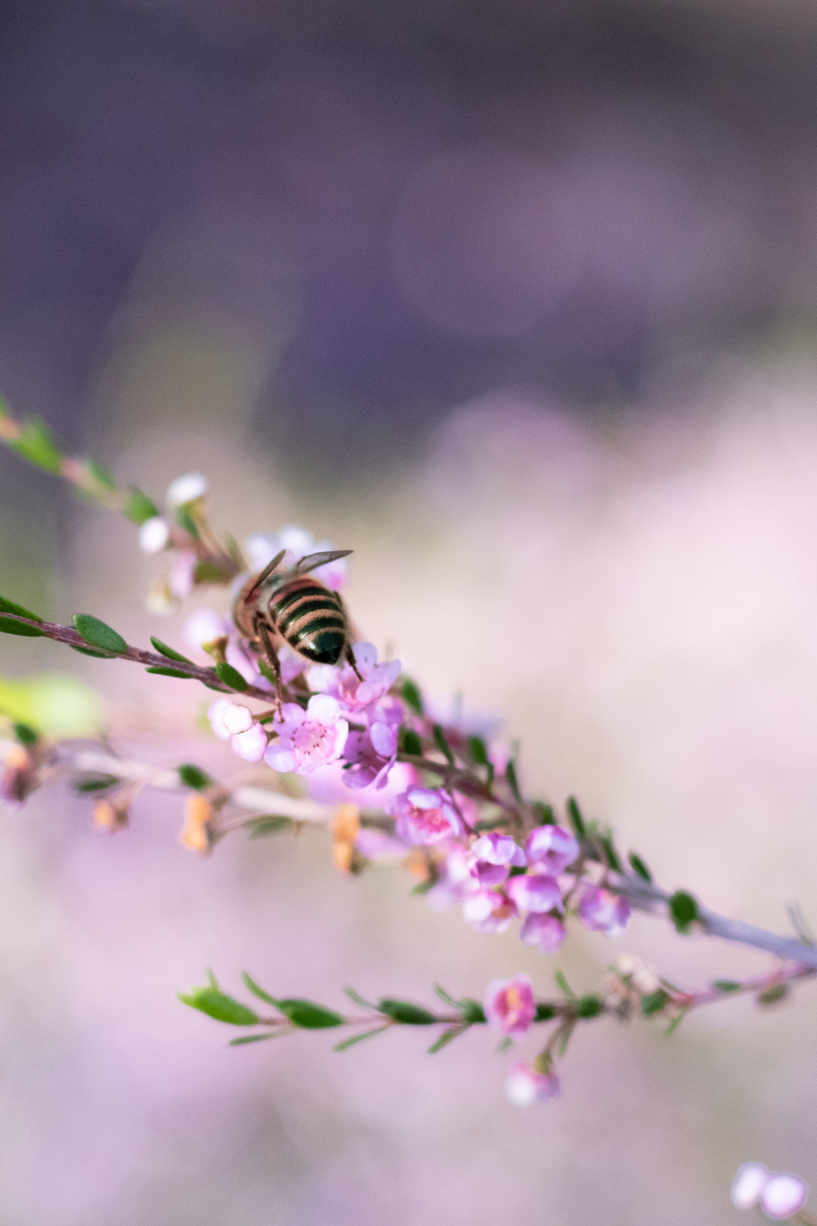 Laden Sie das Makro, Zweig, Tiere, Blumen, Ast, Biene-Bild kostenlos auf Ihren PC-Desktop herunter