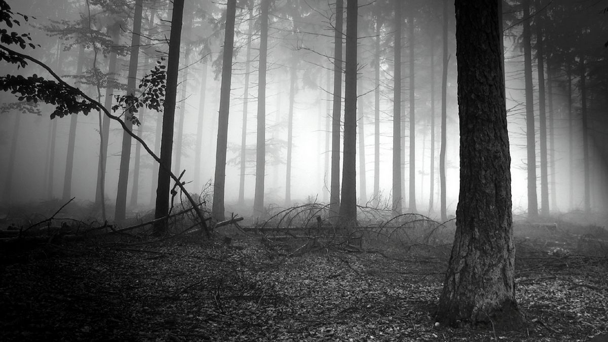 Slender forest steam фото 82