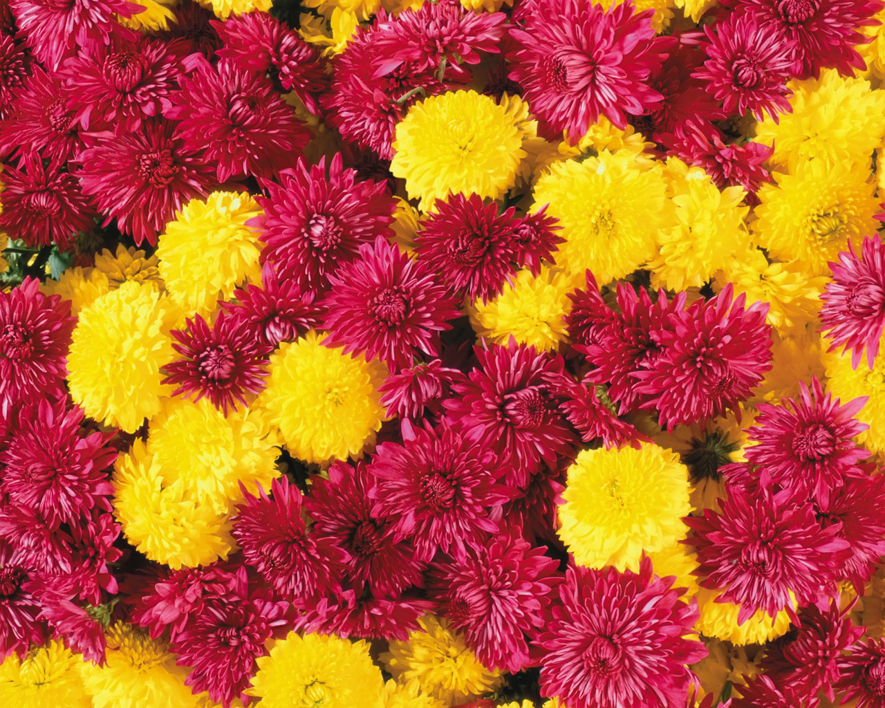 Descarga gratuita de fondo de pantalla para móvil de Flores, Crisantemo, Plantas, Fondo.