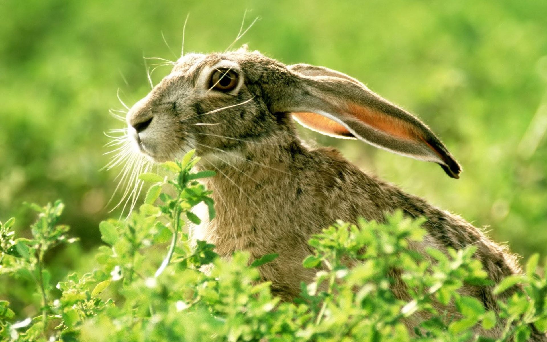Laden Sie das Grass, Scheinen, Licht, Schnauze, Ohren, Hase, Tiere-Bild kostenlos auf Ihren PC-Desktop herunter