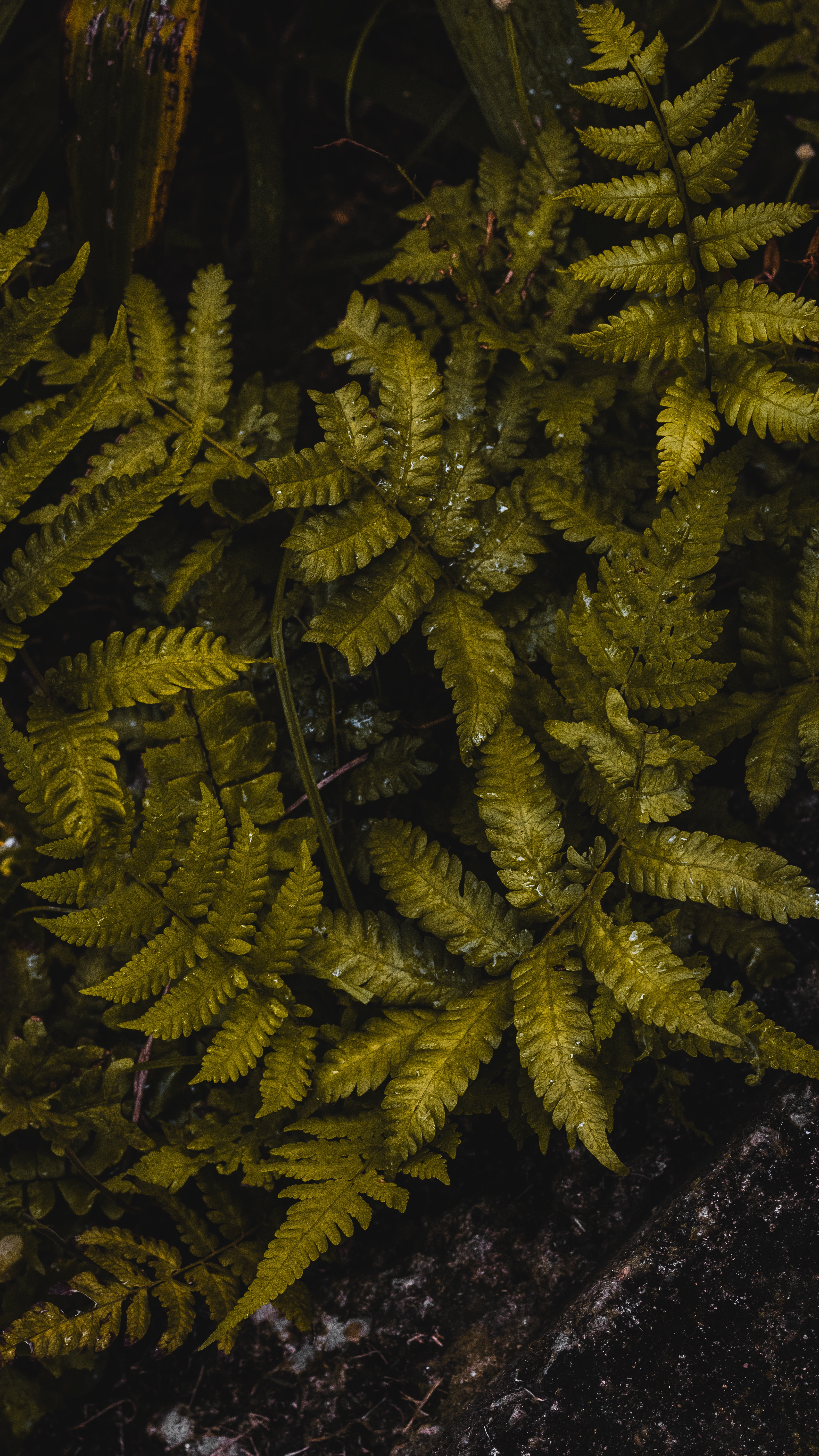 leaves, green, macro, fern, wet, humid HD wallpaper
