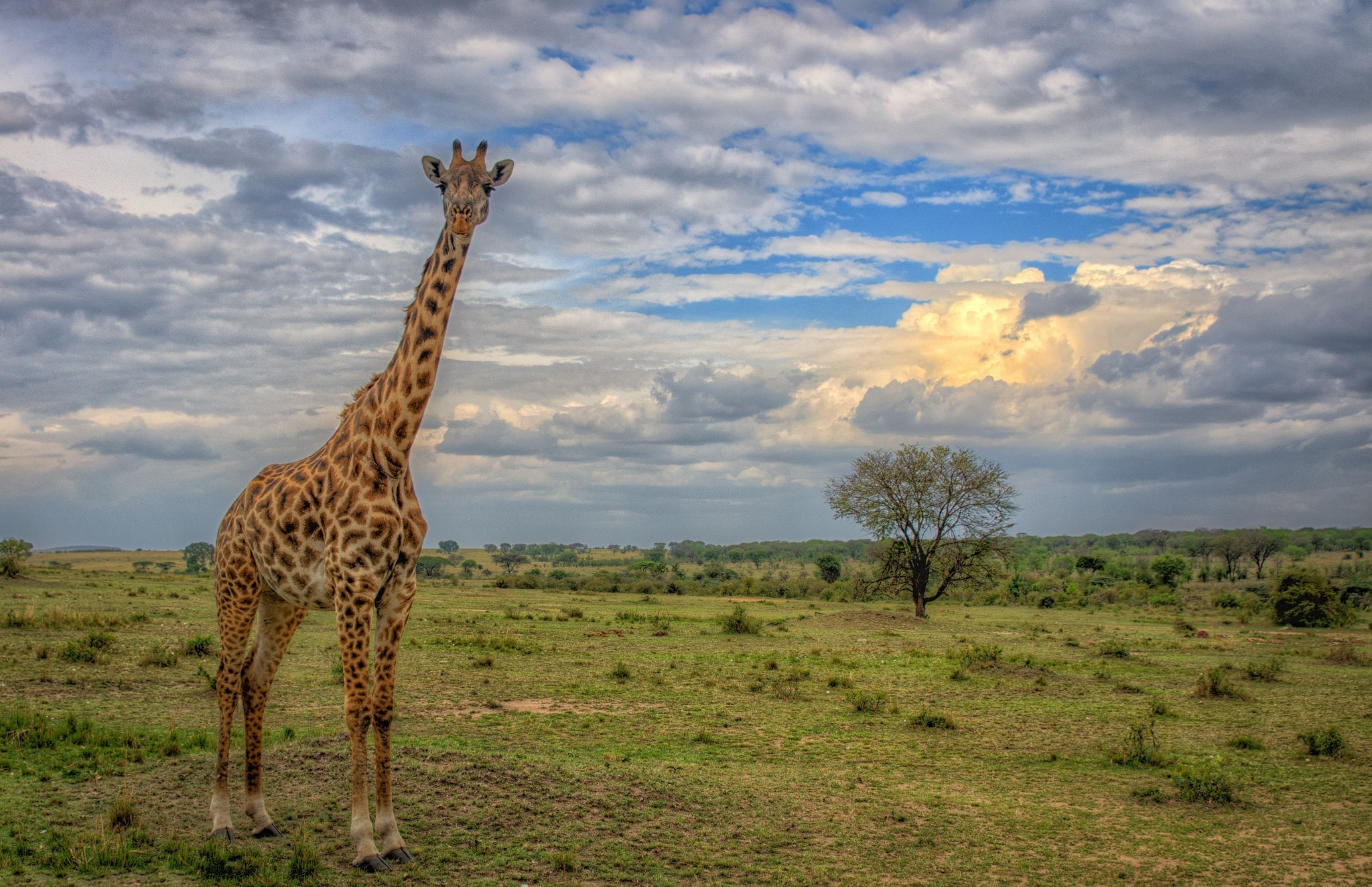 660029 скачать обои животные, жирафа, облака, саванна, дерево - заставки и картинки бесплатно