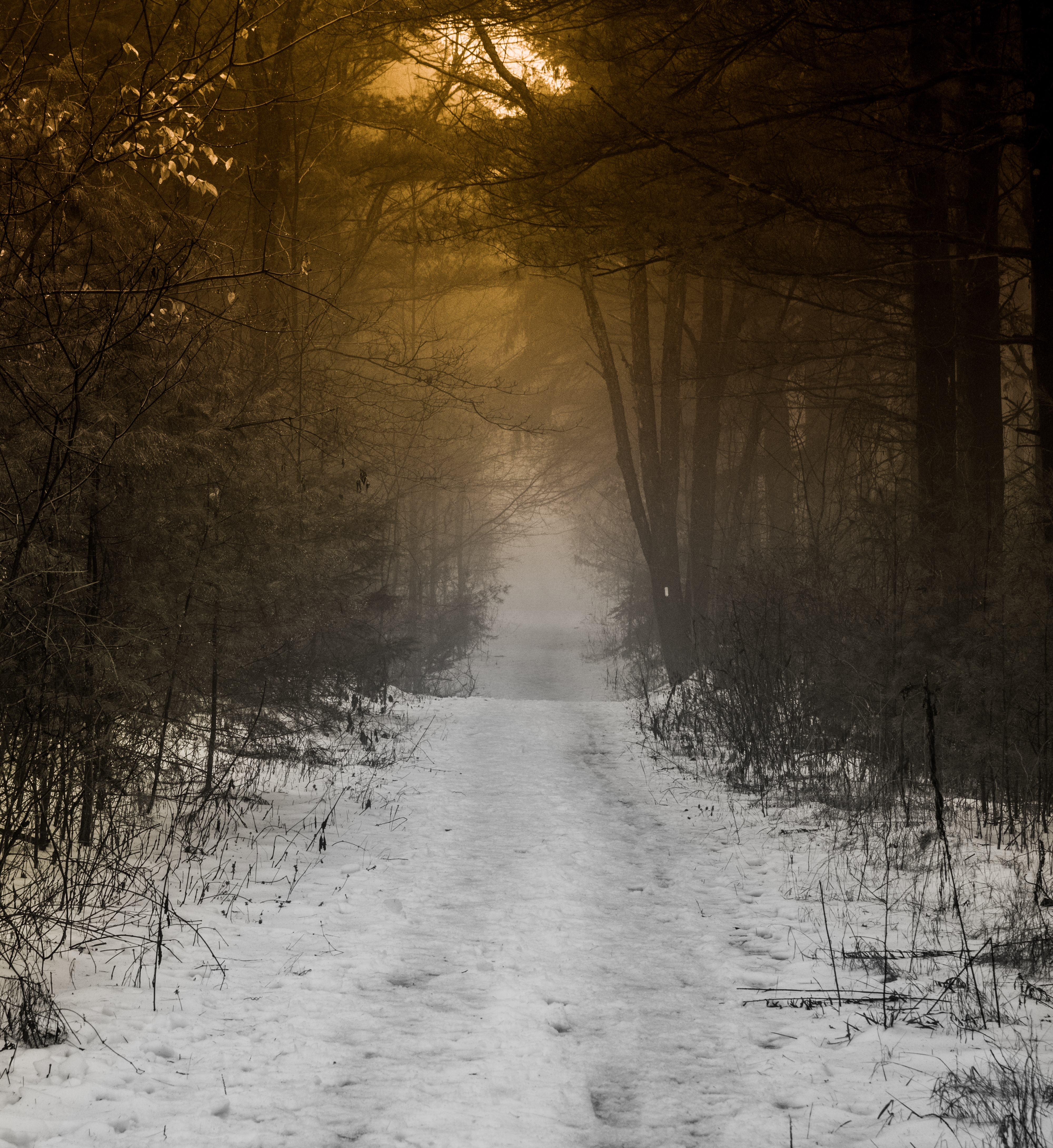path, nature, snow, forest, fog phone wallpaper
